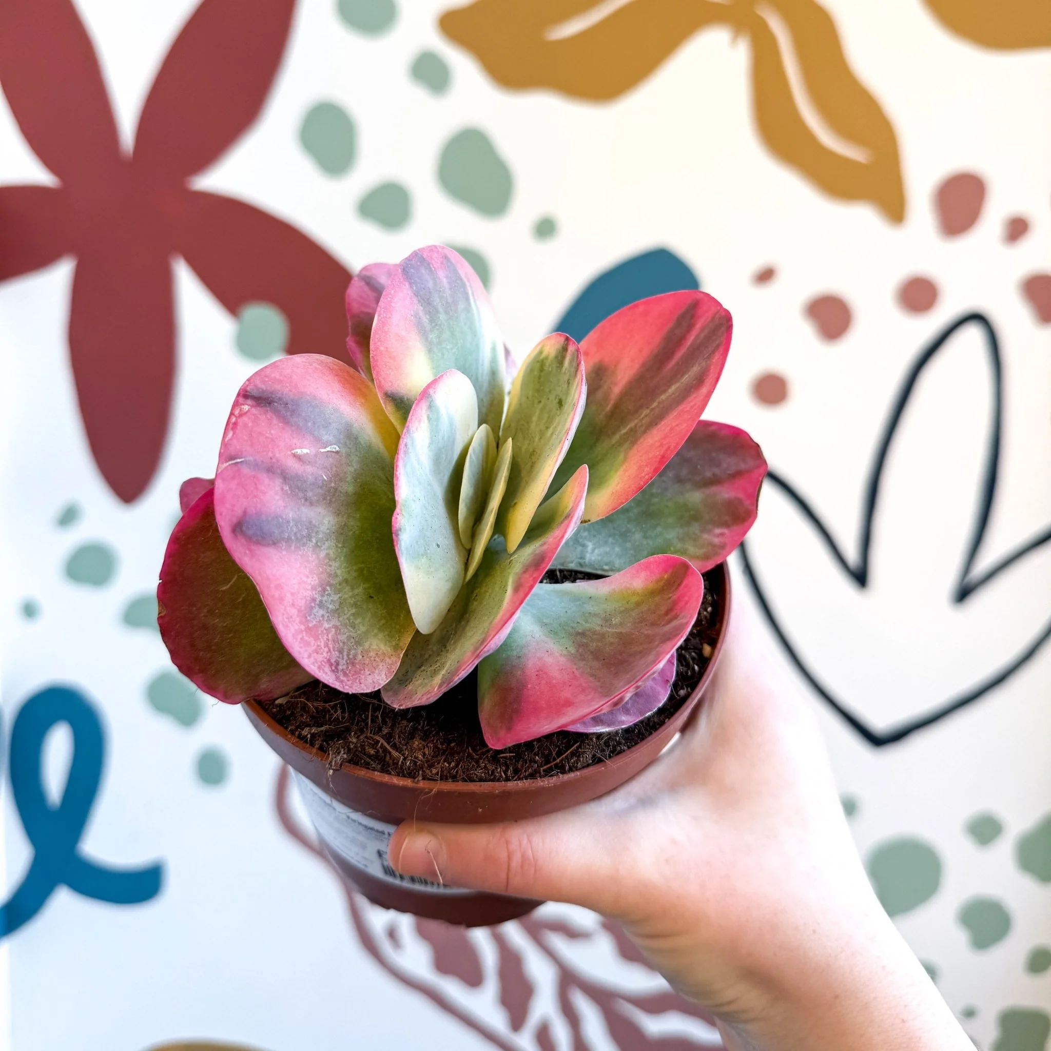 Kalanchoe thyrsiflora variegata – Variegated Flapjack Plant - Image 9