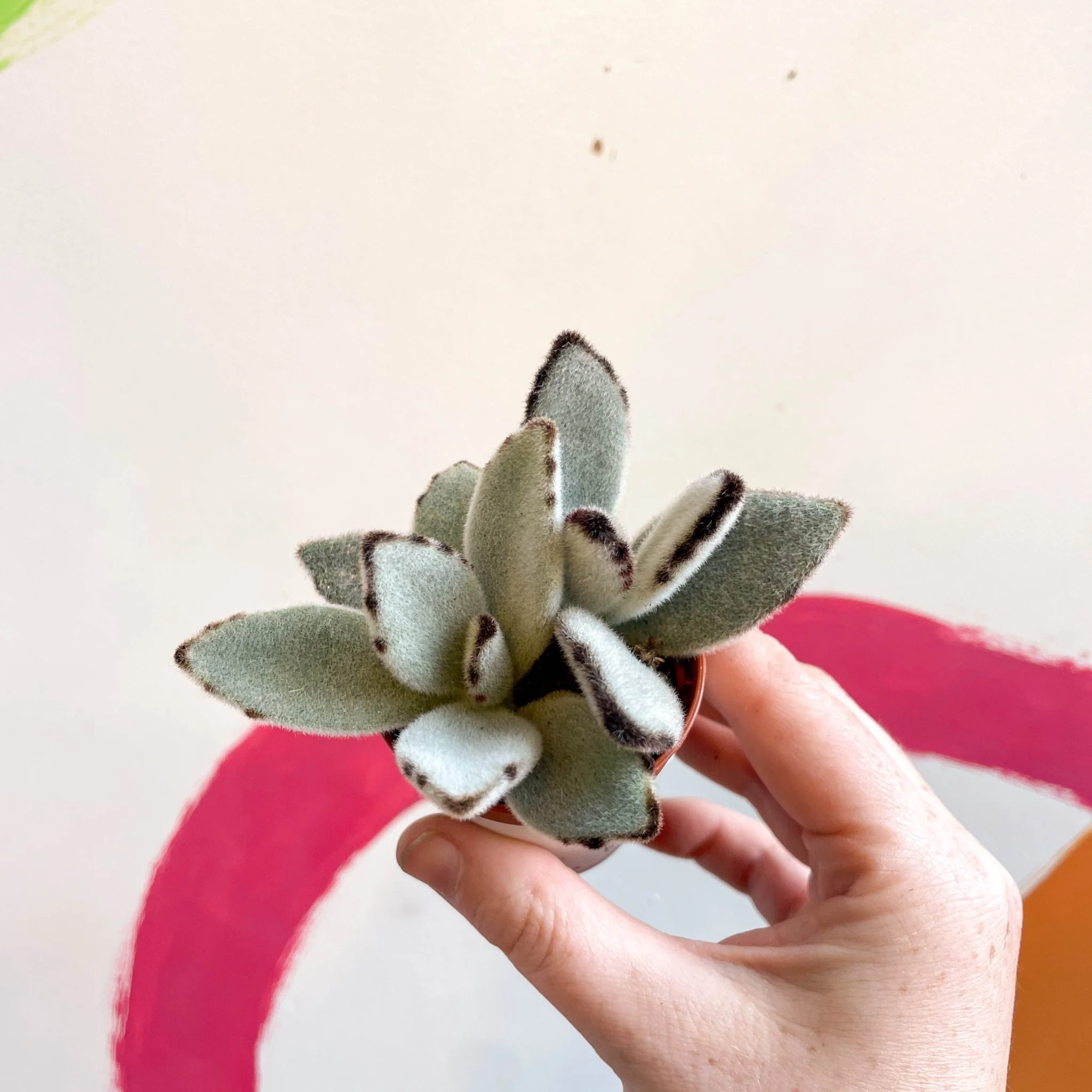 Kalanchoe tomentosa