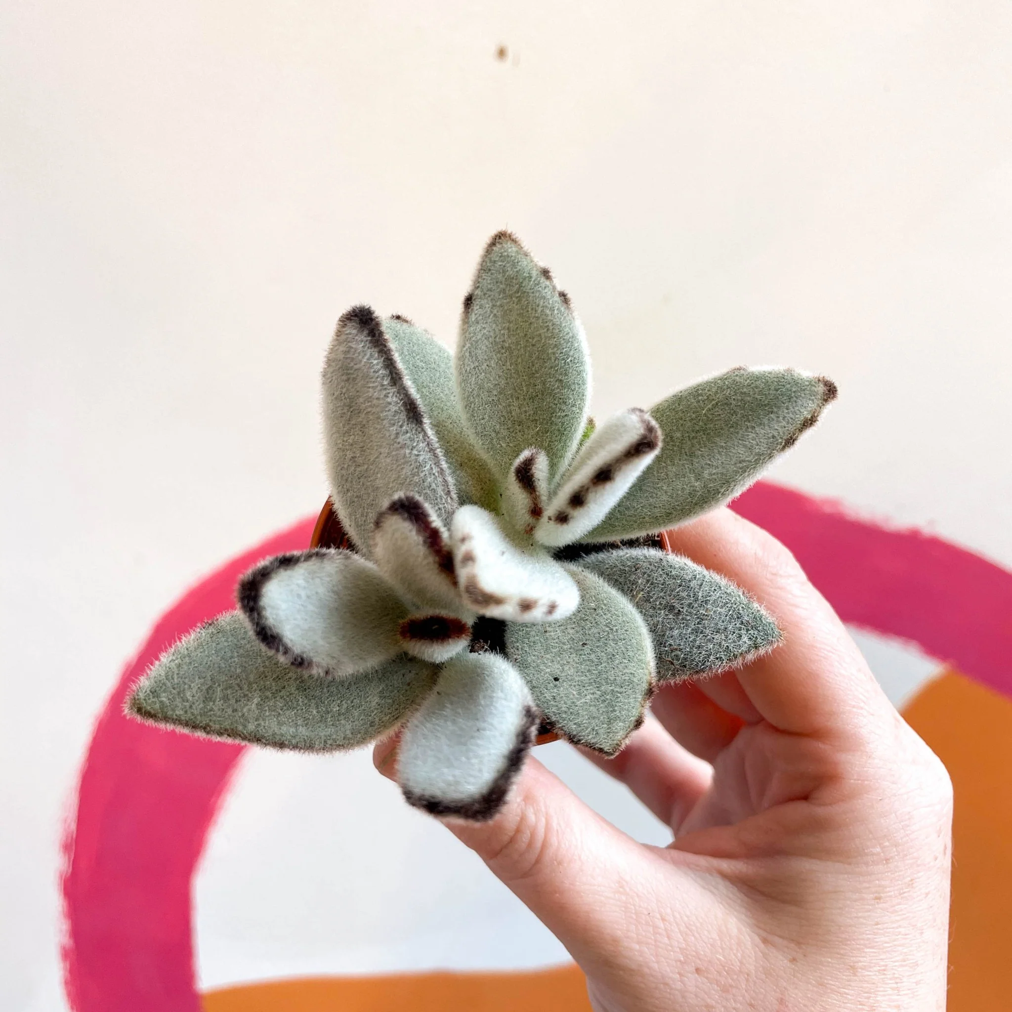 Kalanchoe tomentosa - Image 2