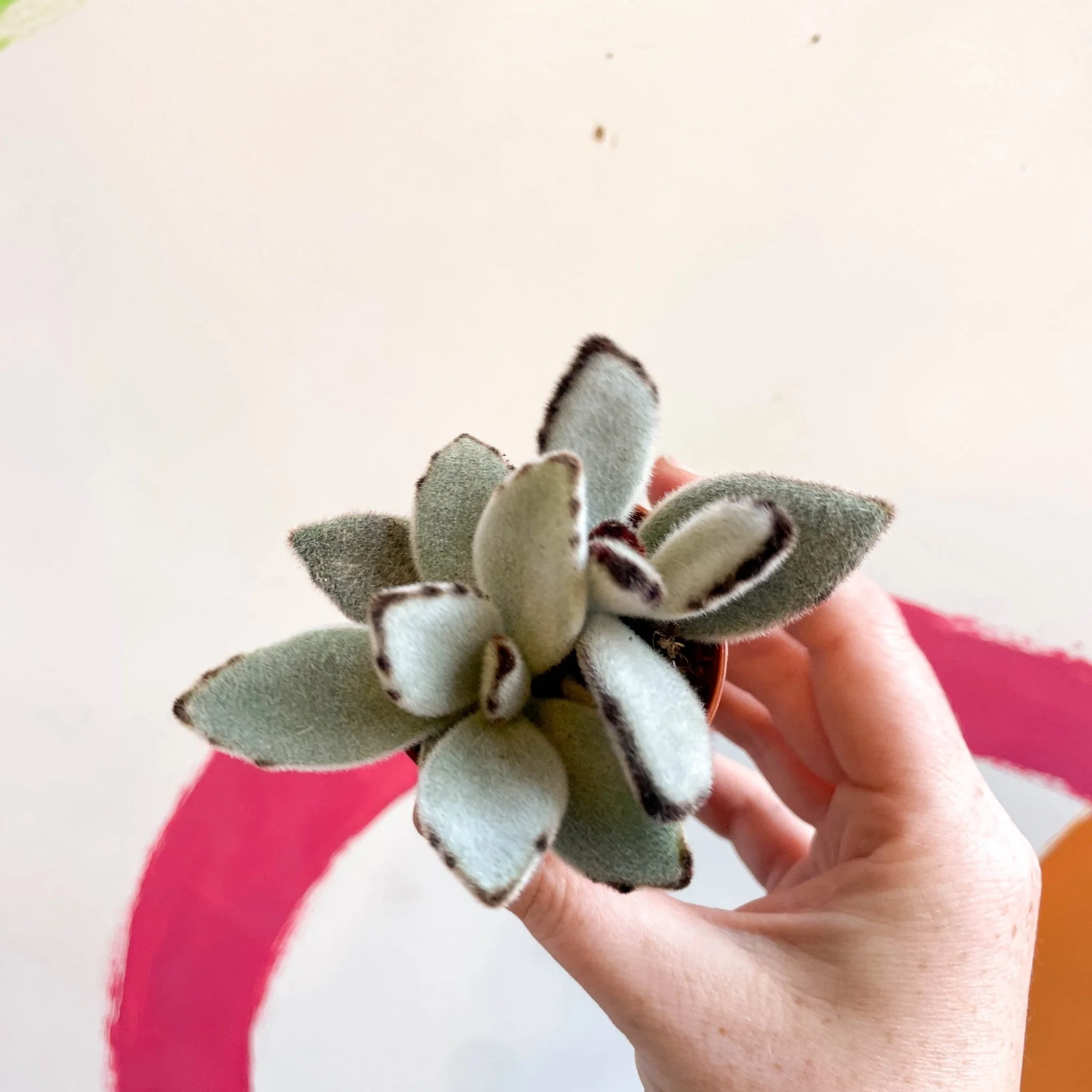 Kalanchoe tomentosa - Image 3