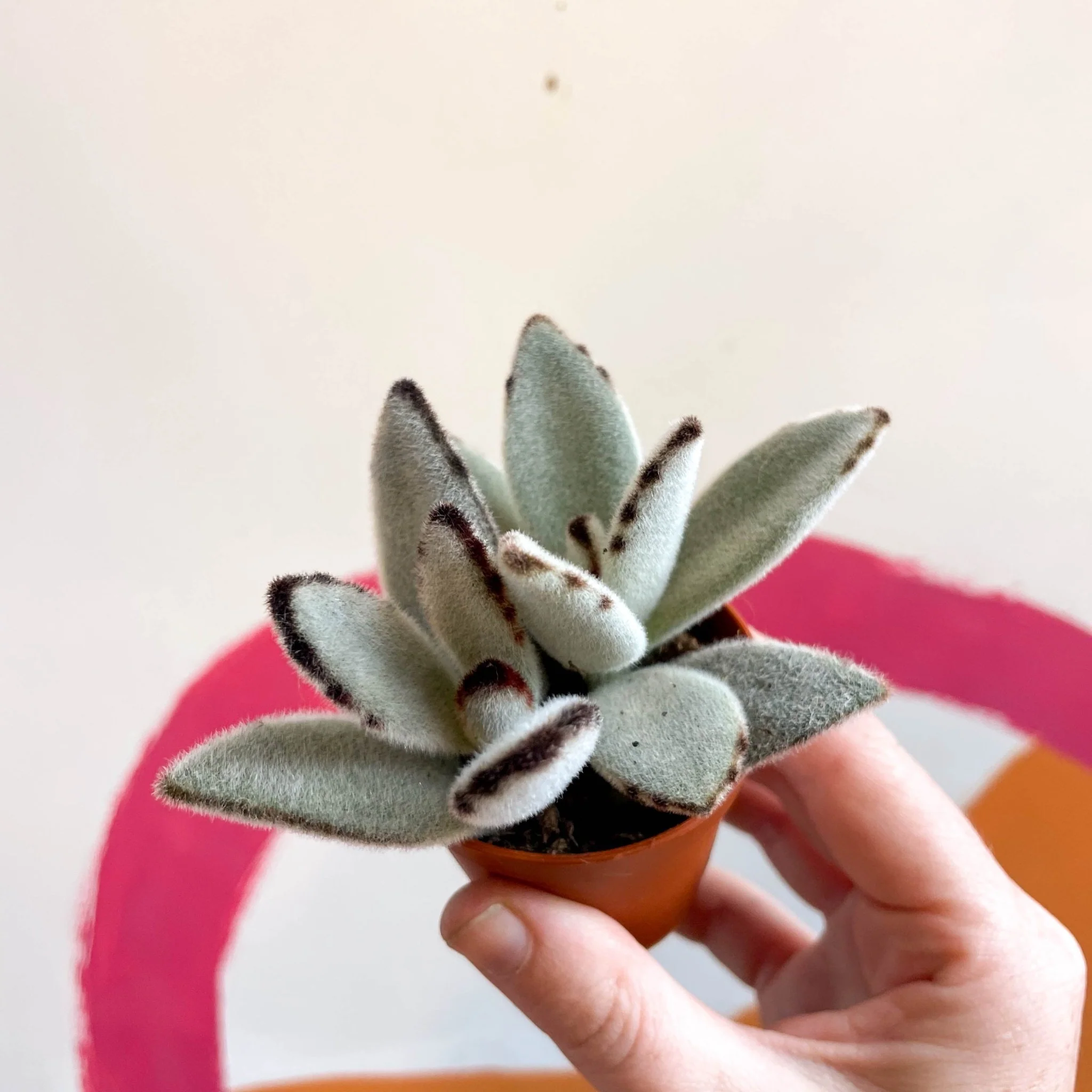 Kalanchoe tomentosa - Image 4