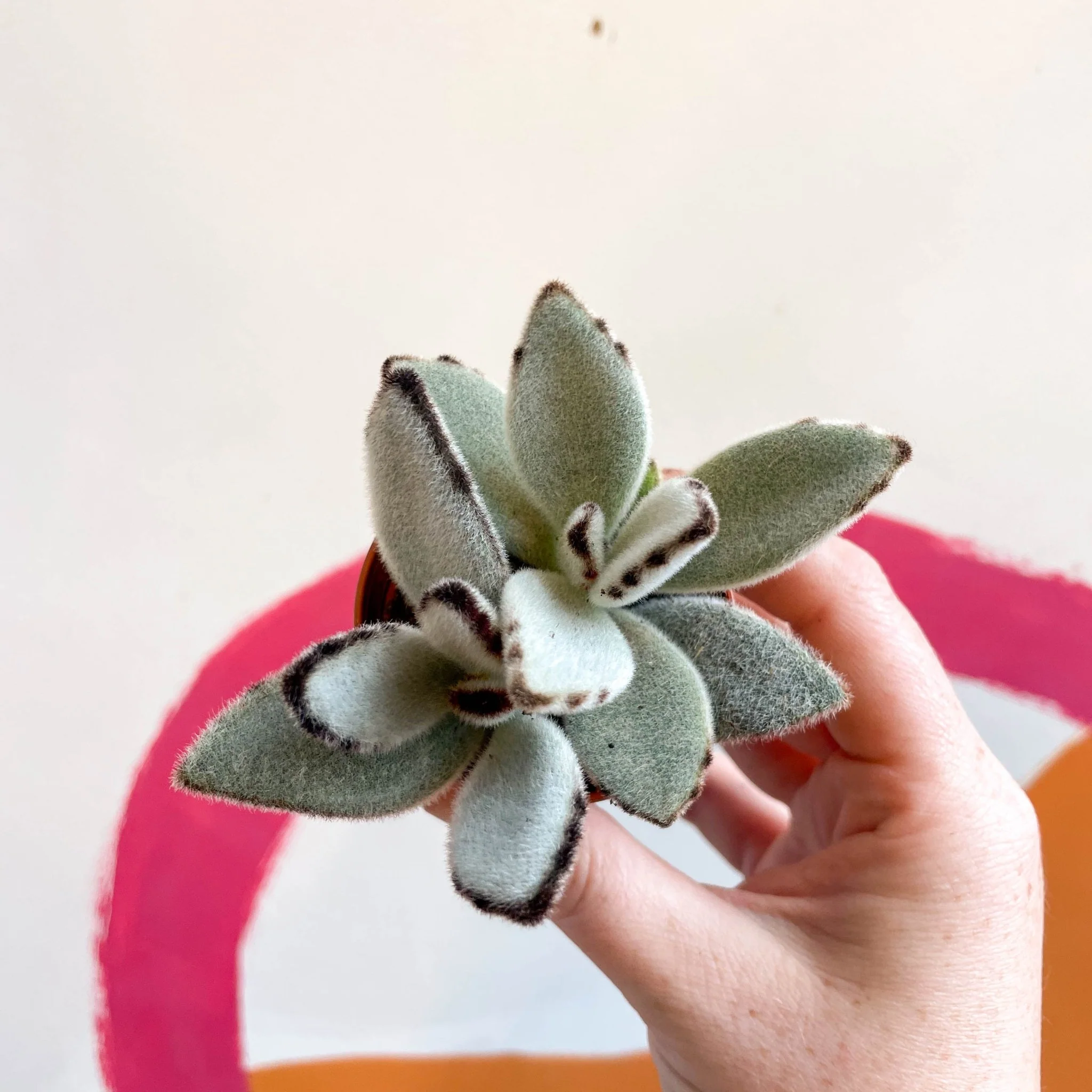 Kalanchoe tomentosa - Image 5