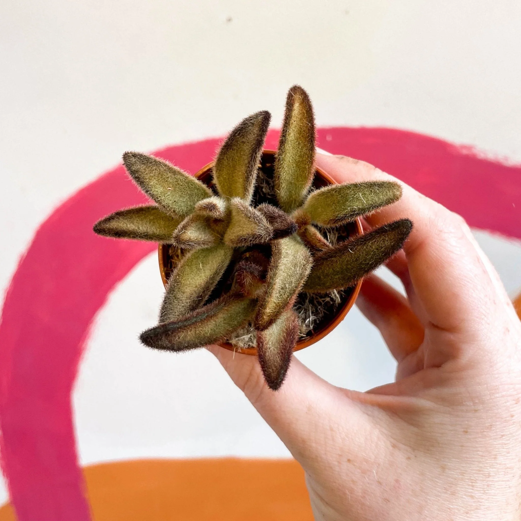 Kalanchoe tomentosa 'Chocolate Soldier'