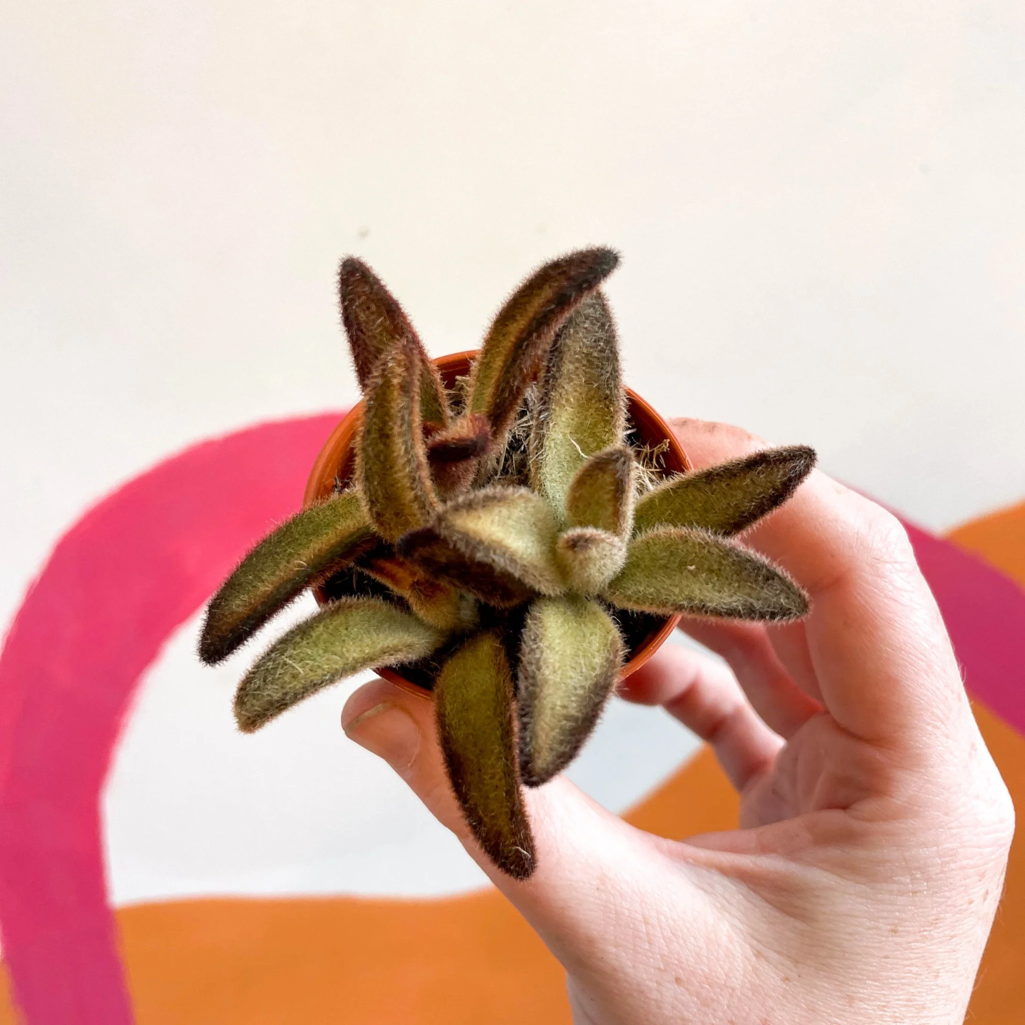 Kalanchoe tomentosa 'Chocolate Soldier' - Image 10