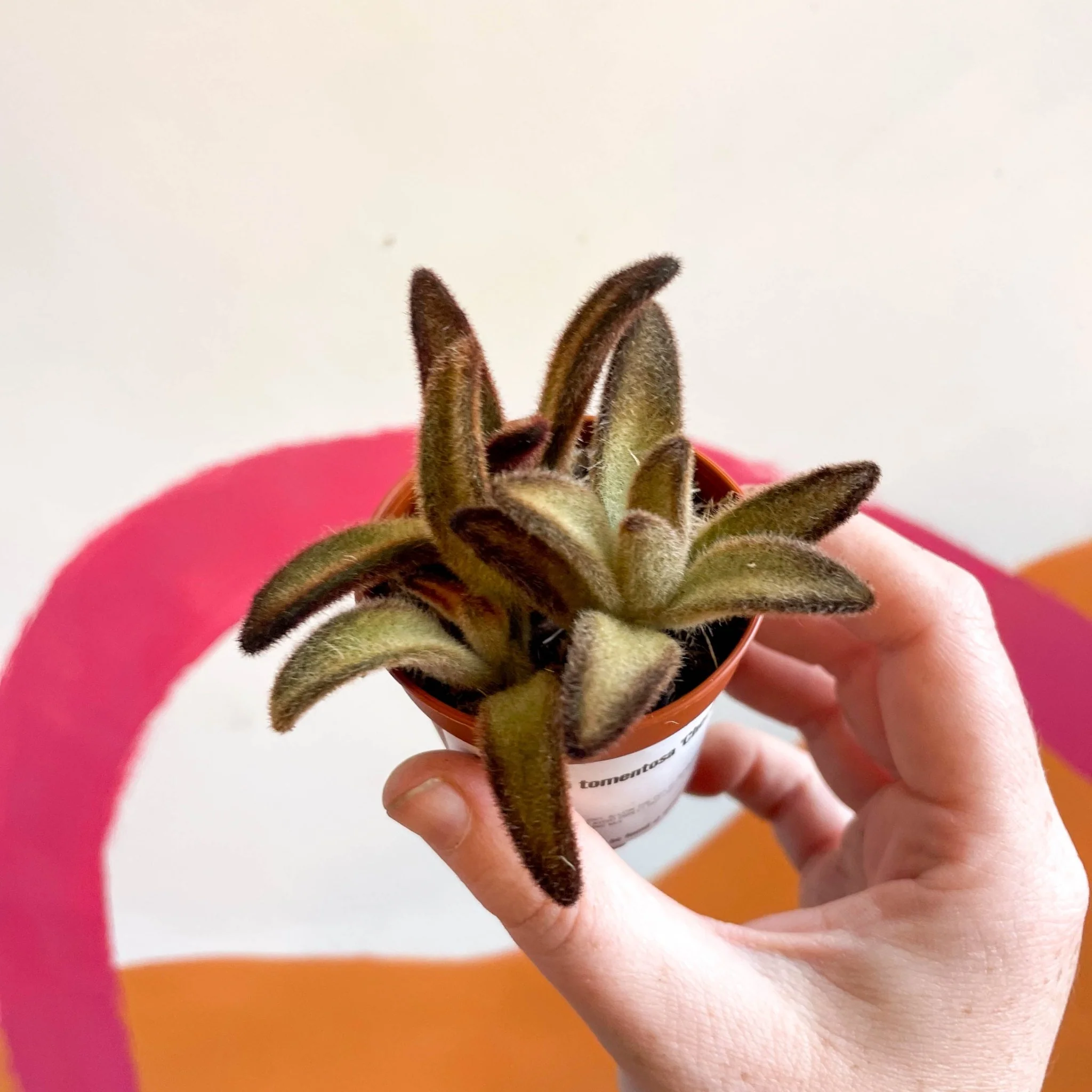 Kalanchoe tomentosa 'Chocolate Soldier' - Image 11
