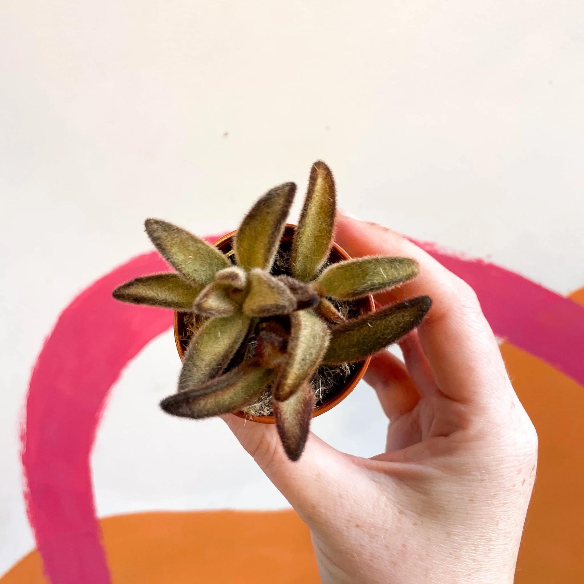 Kalanchoe tomentosa 'Chocolate Soldier' - Image 2