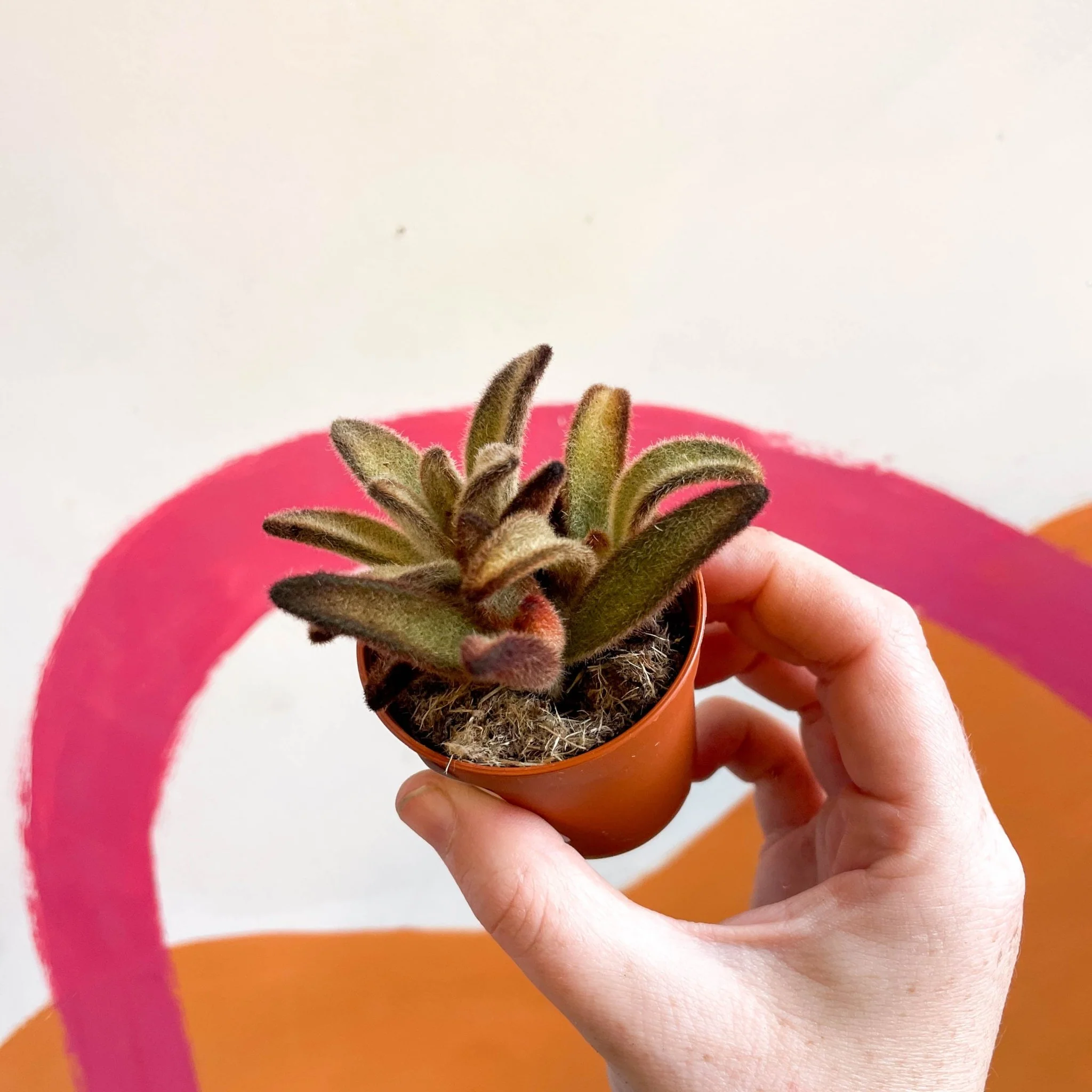 Kalanchoe tomentosa 'Chocolate Soldier' - Image 3