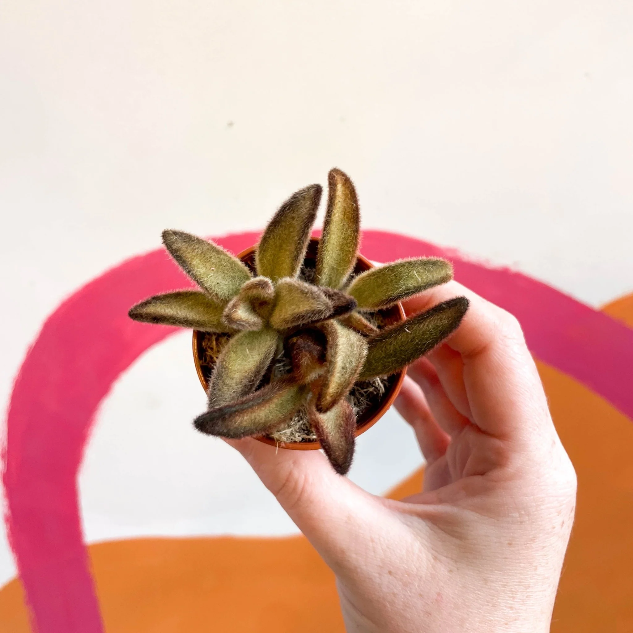 Kalanchoe tomentosa 'Chocolate Soldier' - Image 4