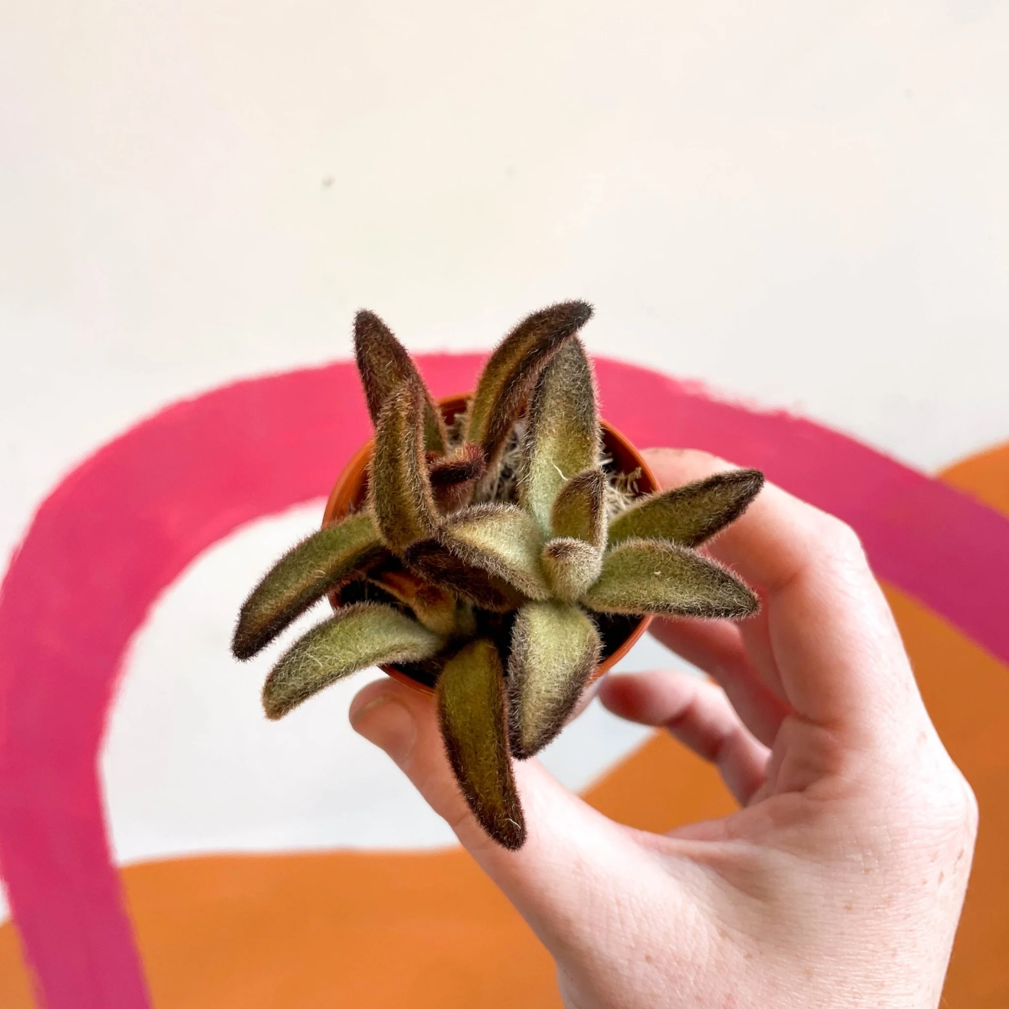 Kalanchoe tomentosa 'Chocolate Soldier' - Image 5