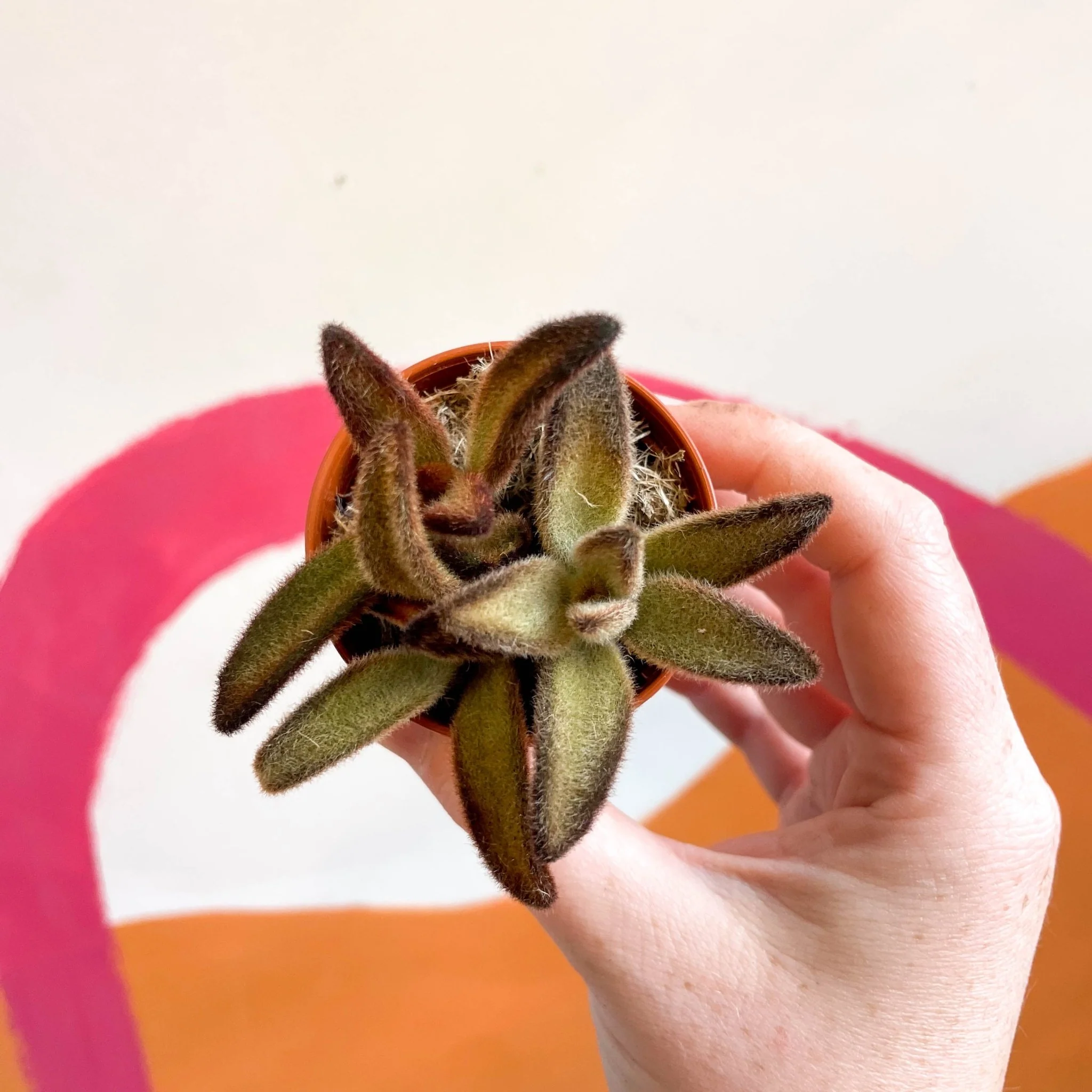 Kalanchoe tomentosa 'Chocolate Soldier' - Image 6