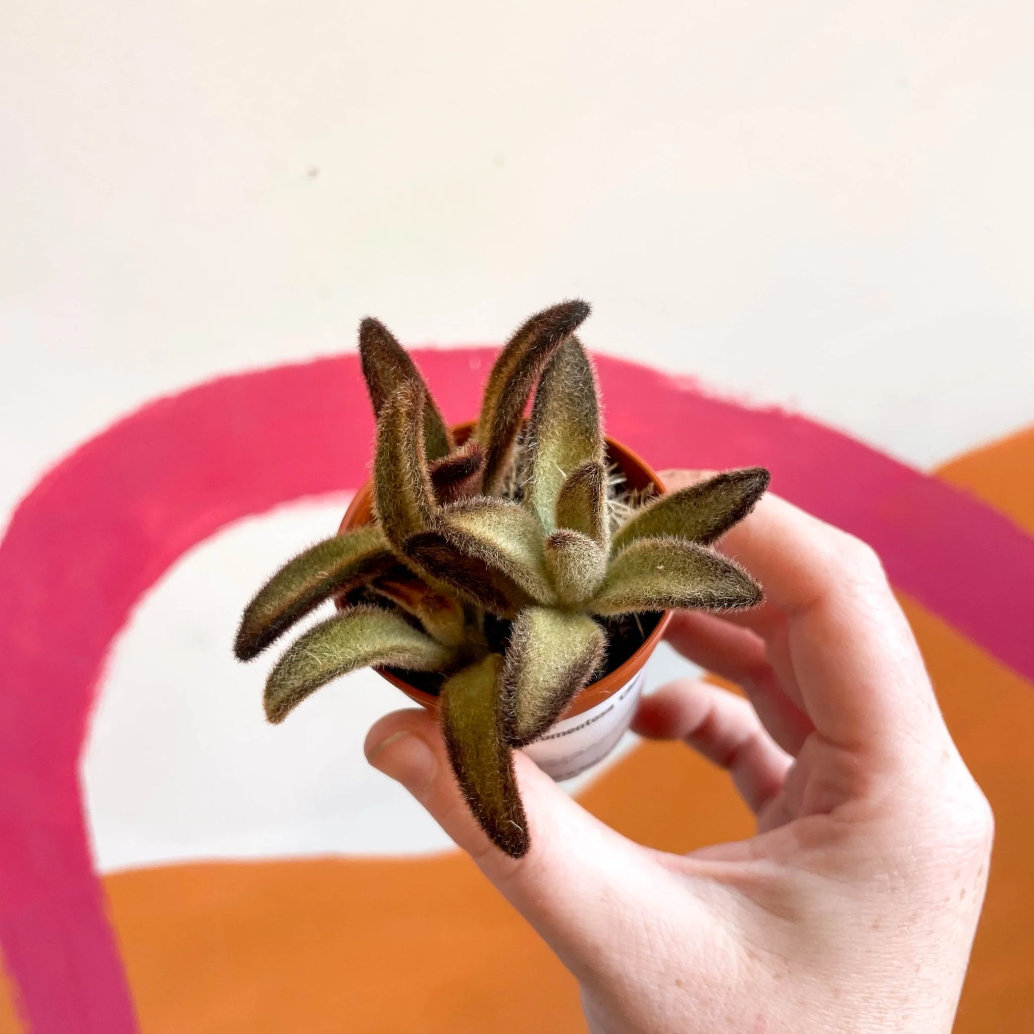 Kalanchoe tomentosa 'Chocolate Soldier' - Image 7