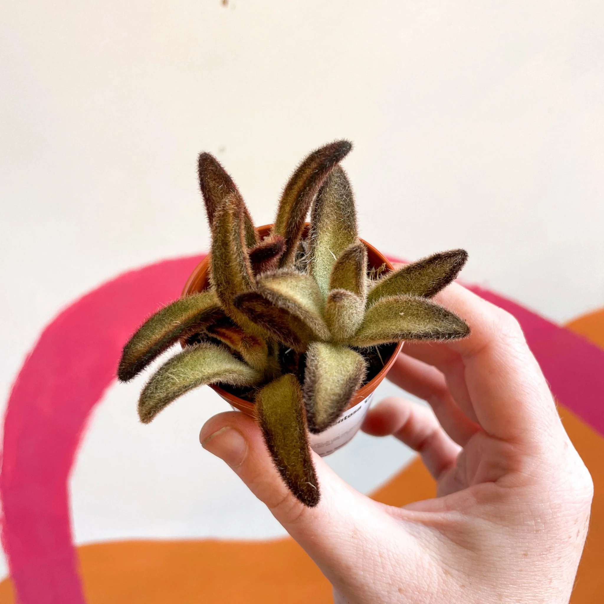 Kalanchoe tomentosa 'Chocolate Soldier' - Image 9