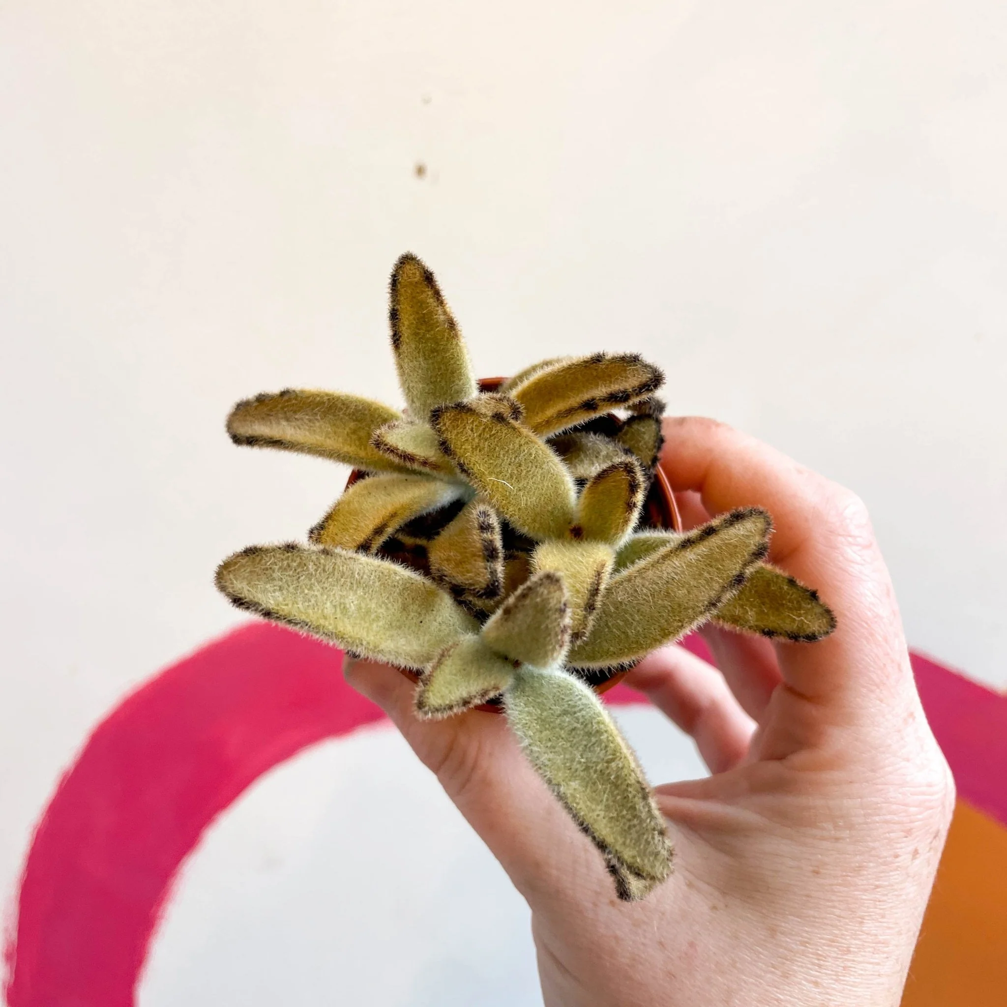 Kalanchoe tomentosa 'Golden Girl' - Image 3