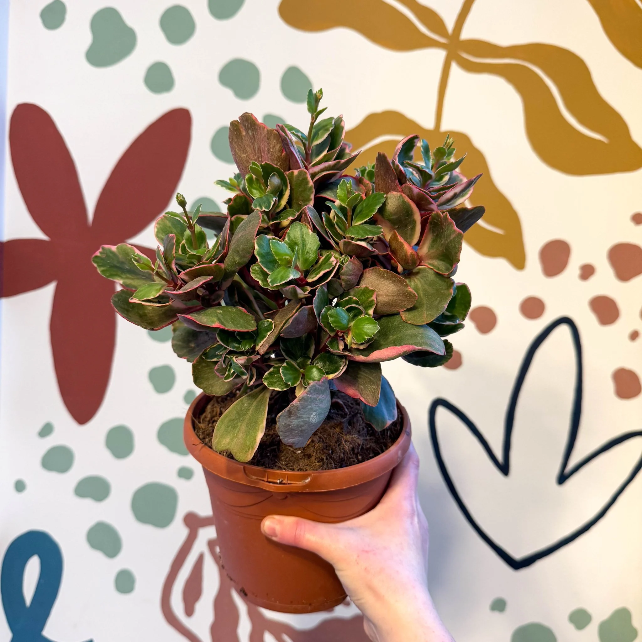 Kalanchoe 'Variegata Multicolor'