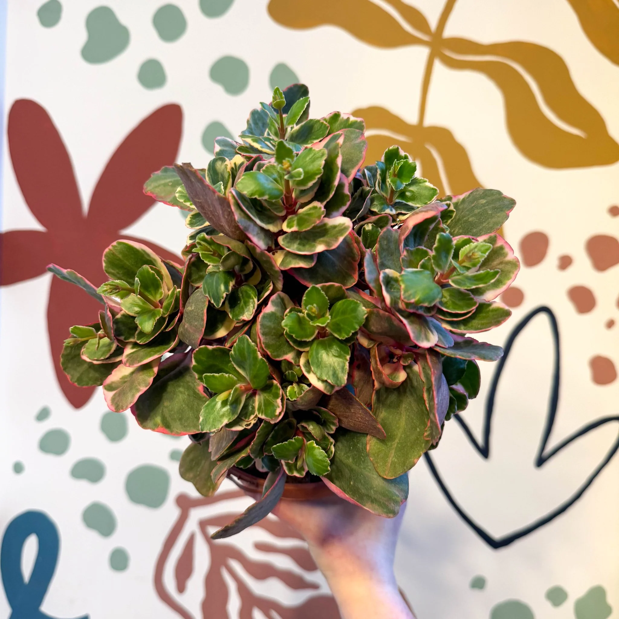 Kalanchoe 'Variegata Multicolor' - Image 2