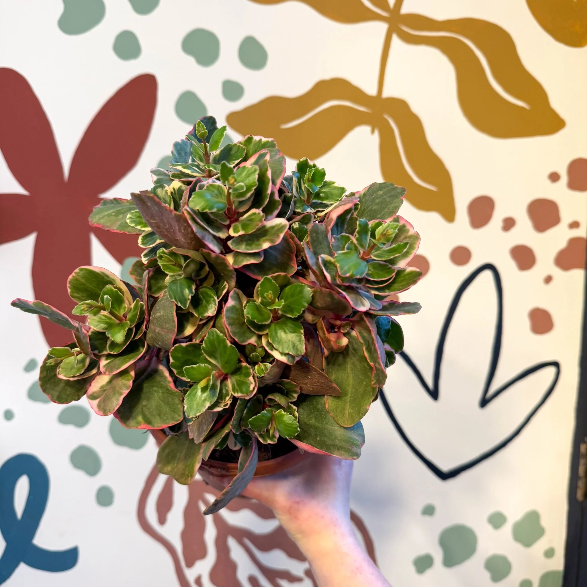 Kalanchoe 'Variegata Multicolor' - Image 3