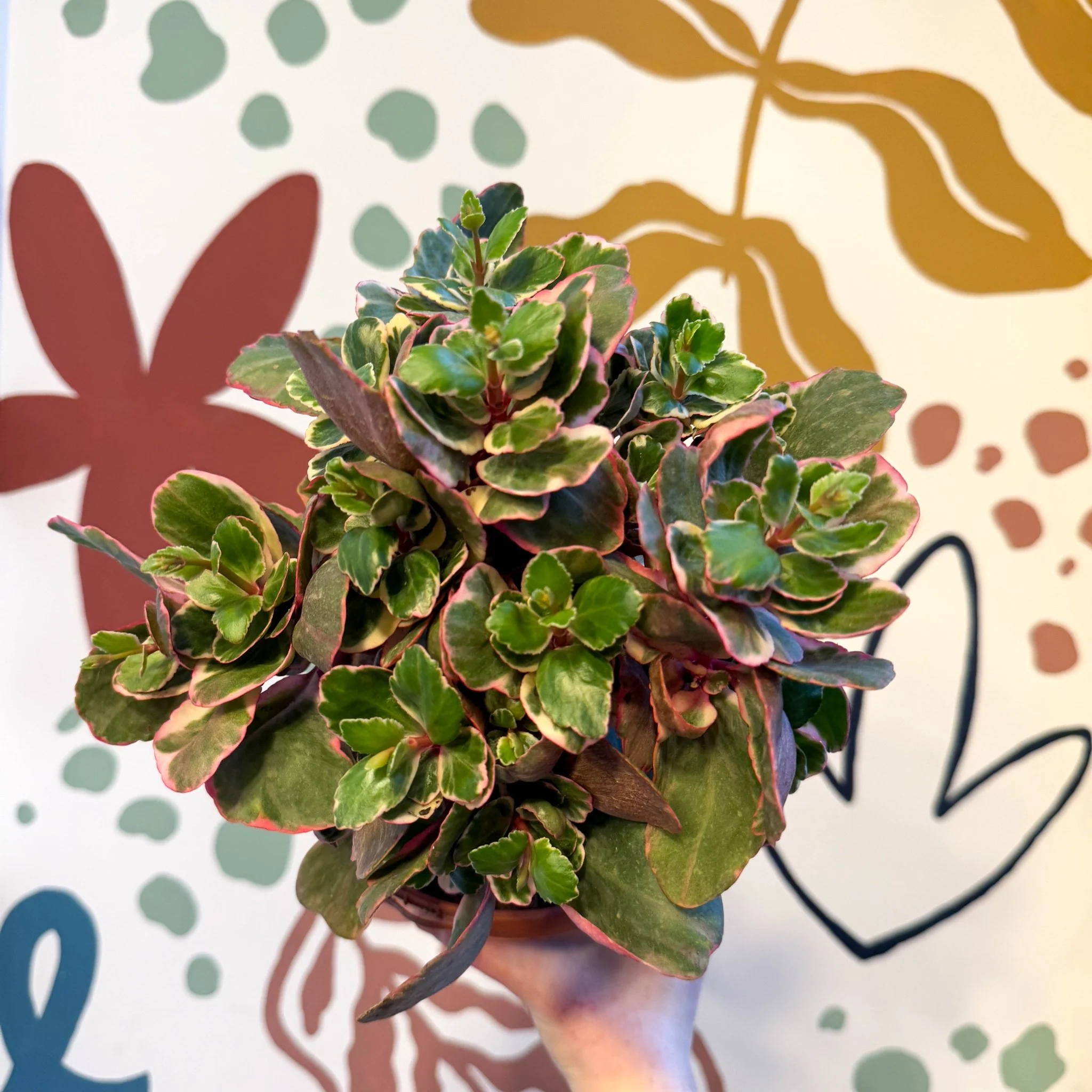 Kalanchoe 'Variegata Multicolor' - Image 4