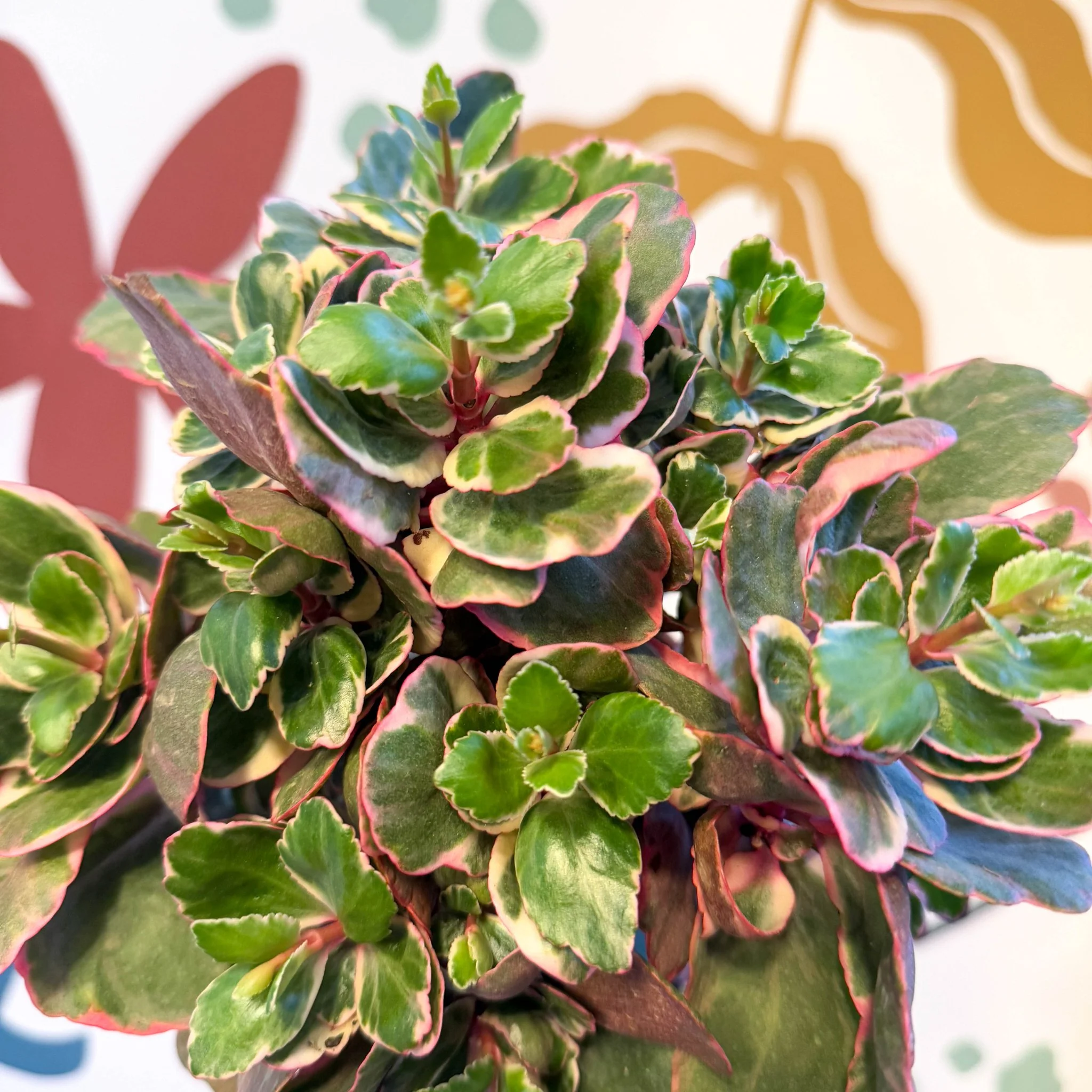 Kalanchoe 'Variegata Multicolor' - Image 5