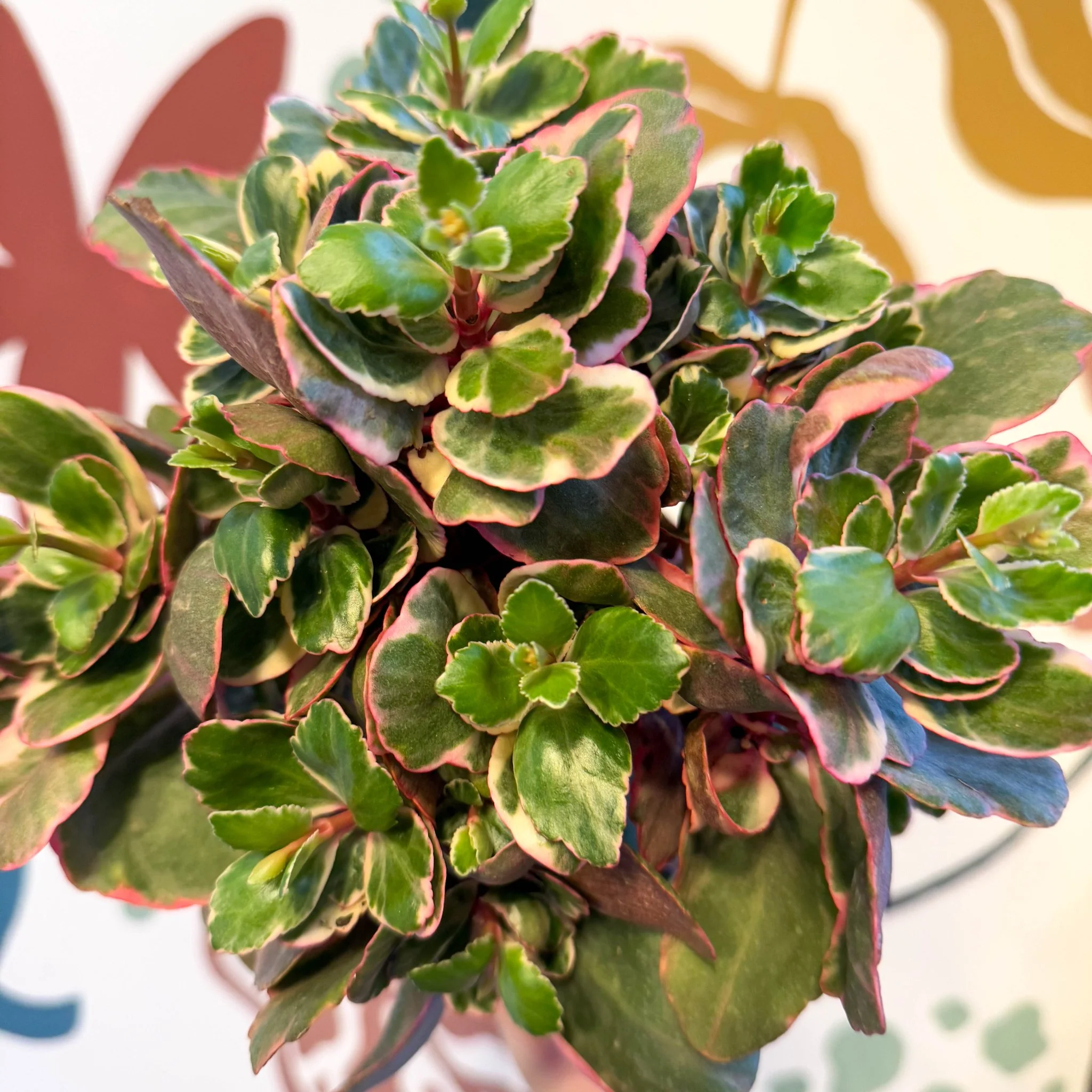 Kalanchoe 'Variegata Multicolor' - Image 6