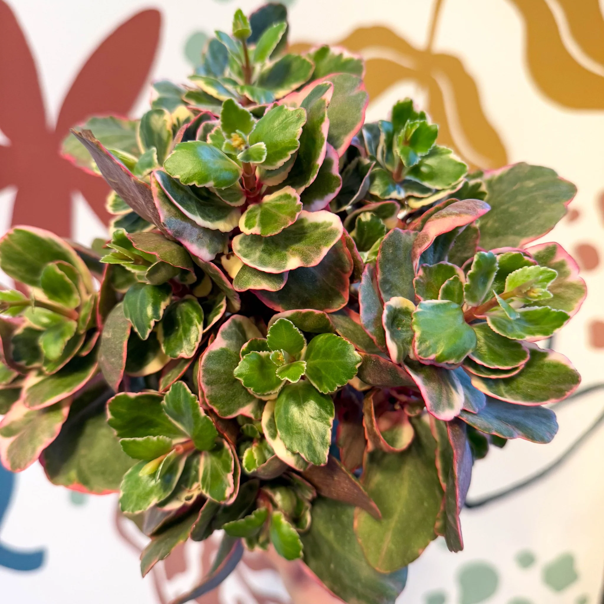 Kalanchoe 'Variegata Multicolor' - Image 7