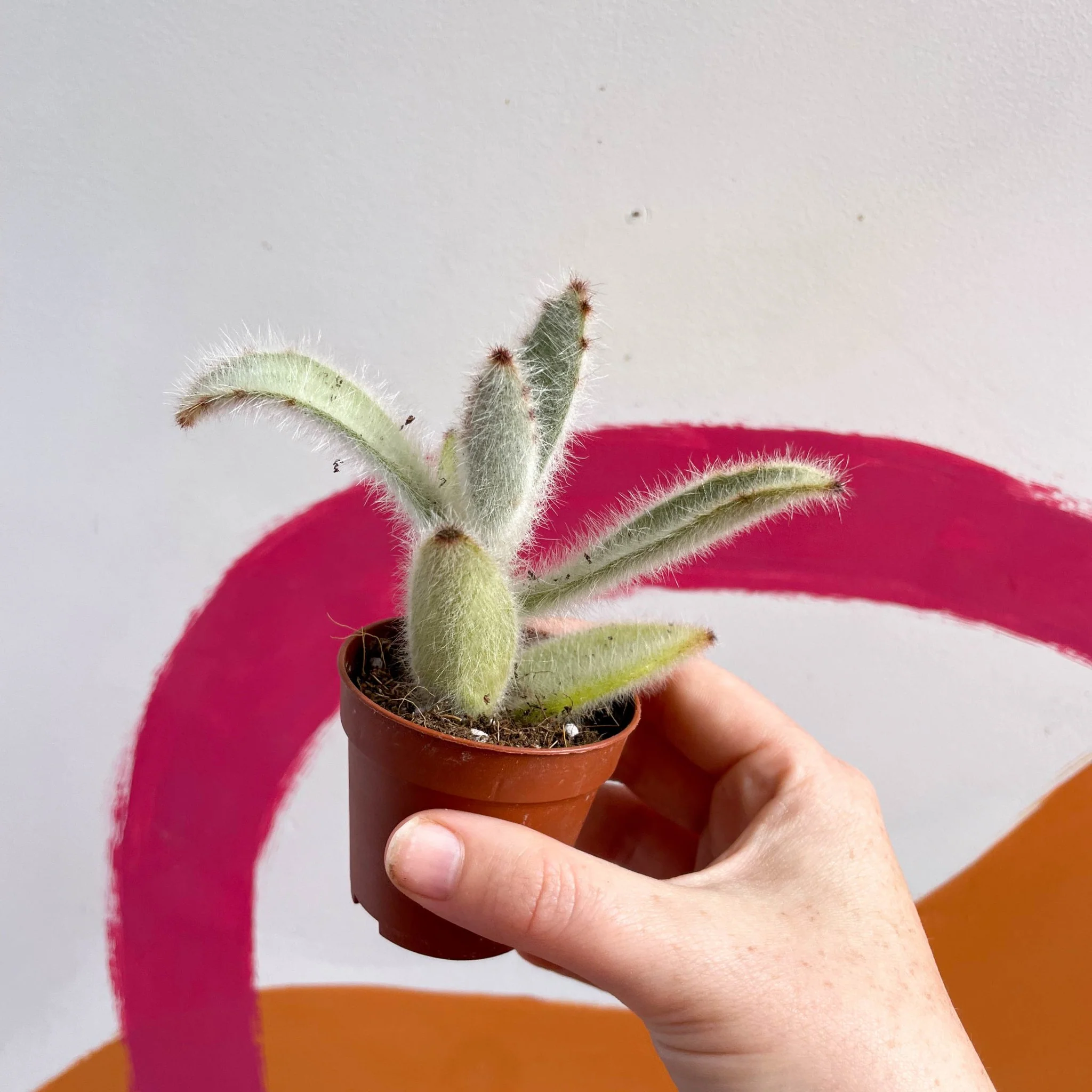 Kalanchoe vilosa