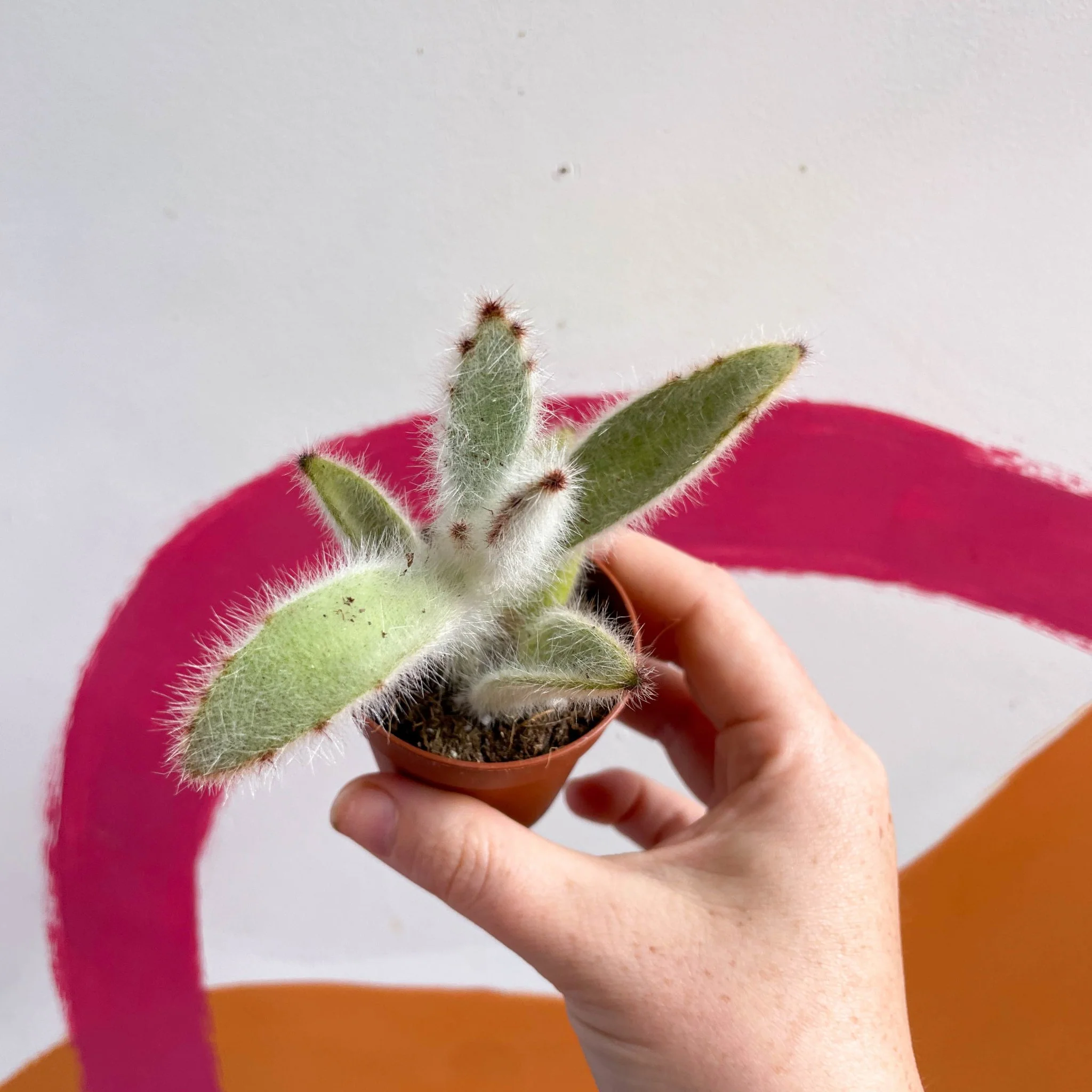 Kalanchoe vilosa - Image 2