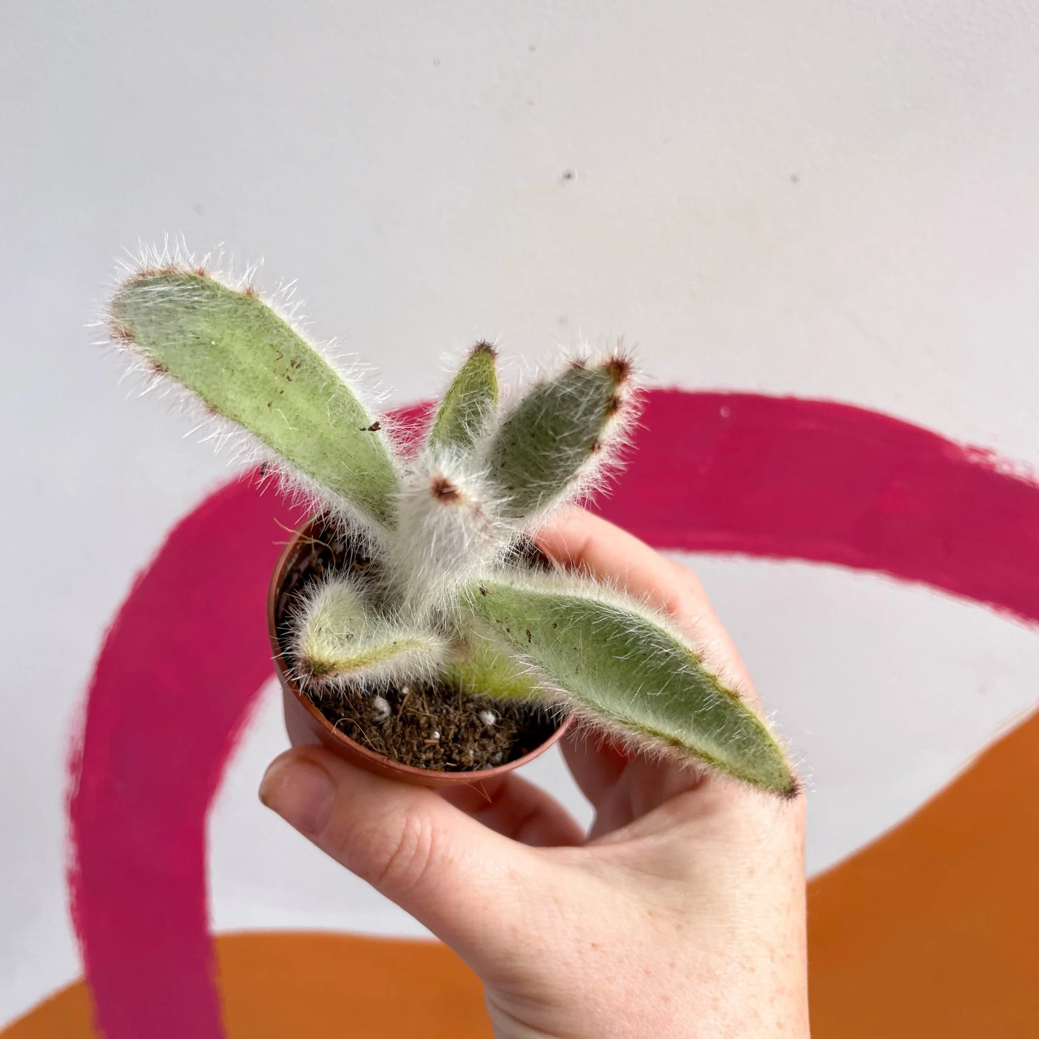 Kalanchoe vilosa - Image 3