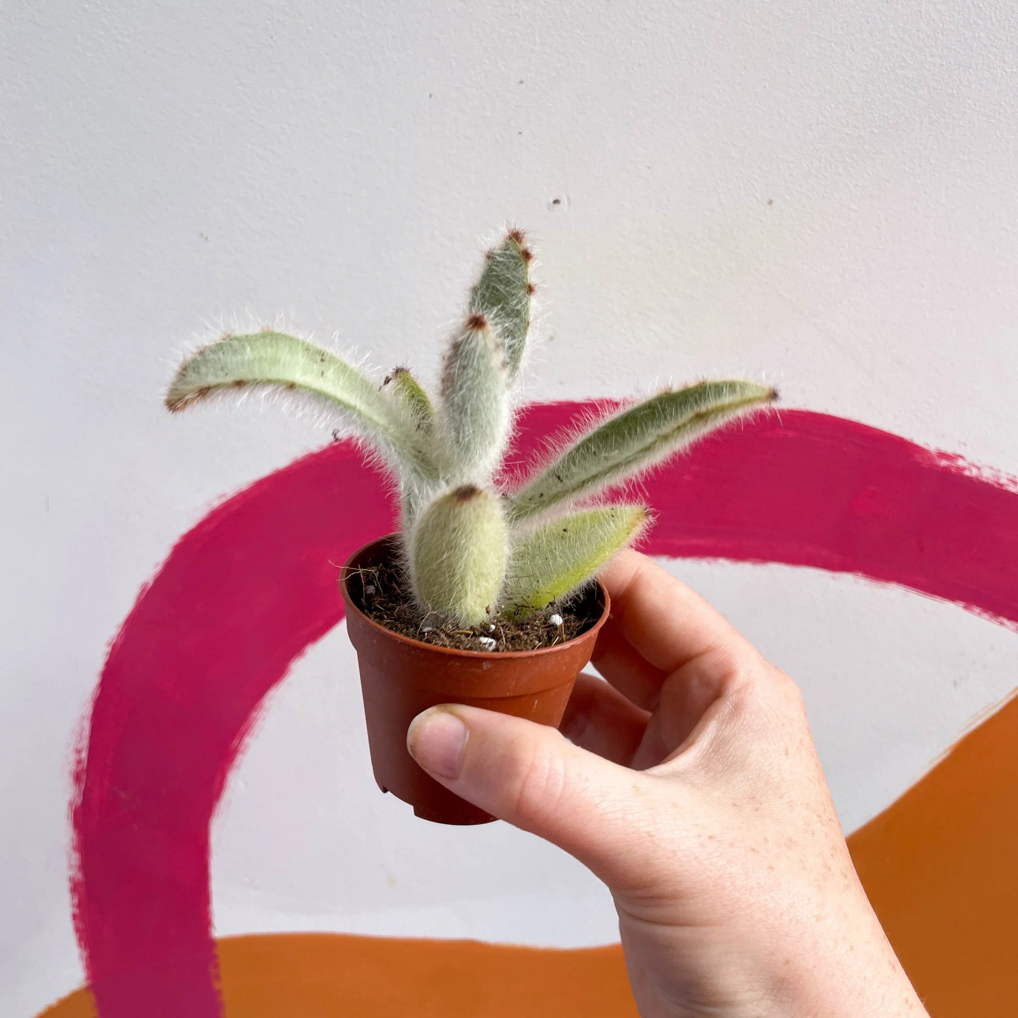 Kalanchoe vilosa - Image 4