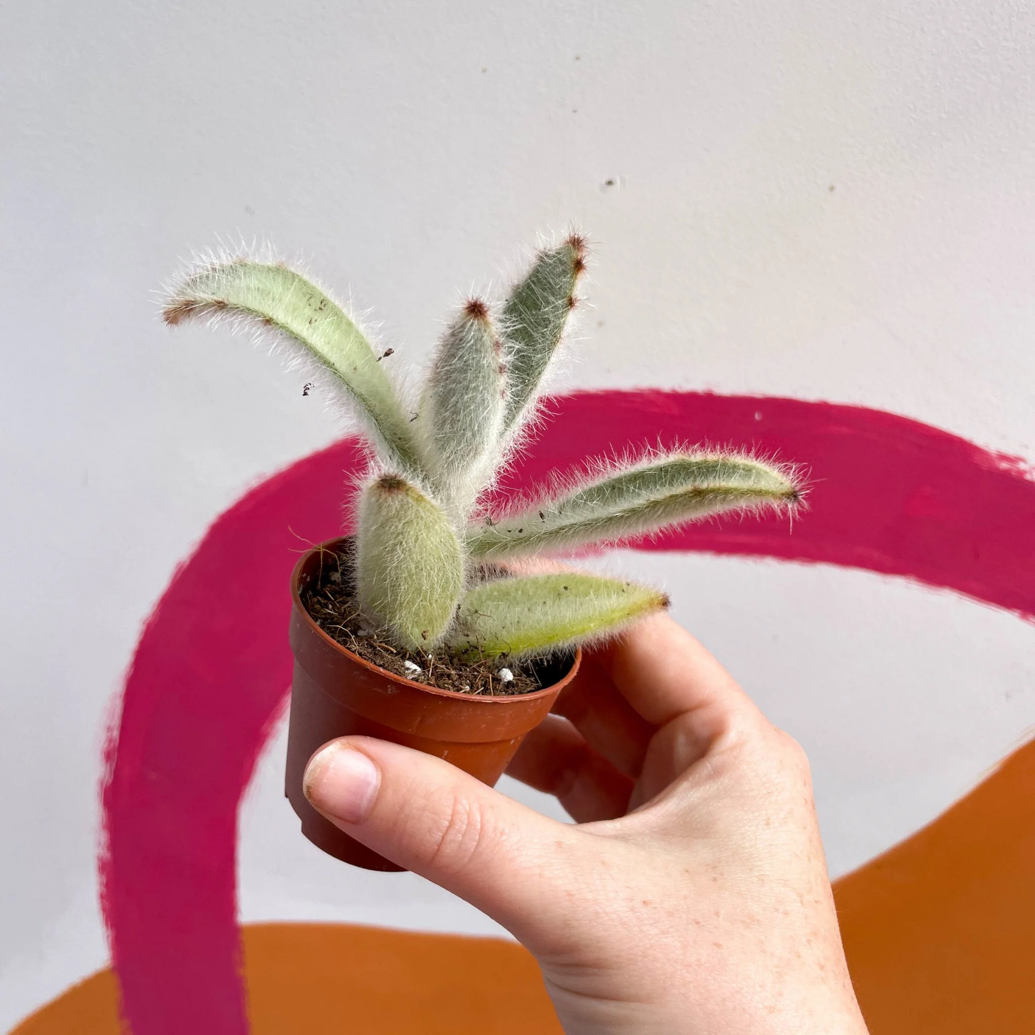 Kalanchoe vilosa - Image 5
