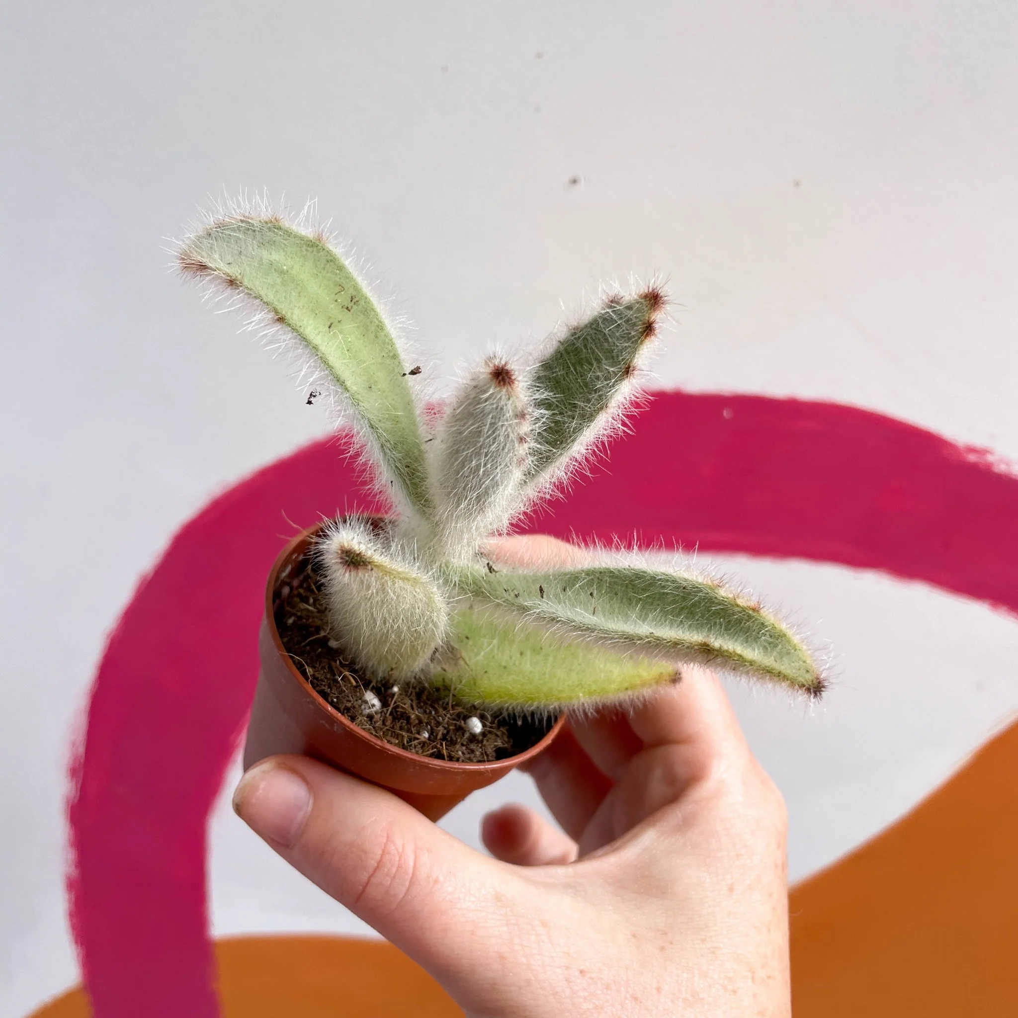 Kalanchoe vilosa - Image 6