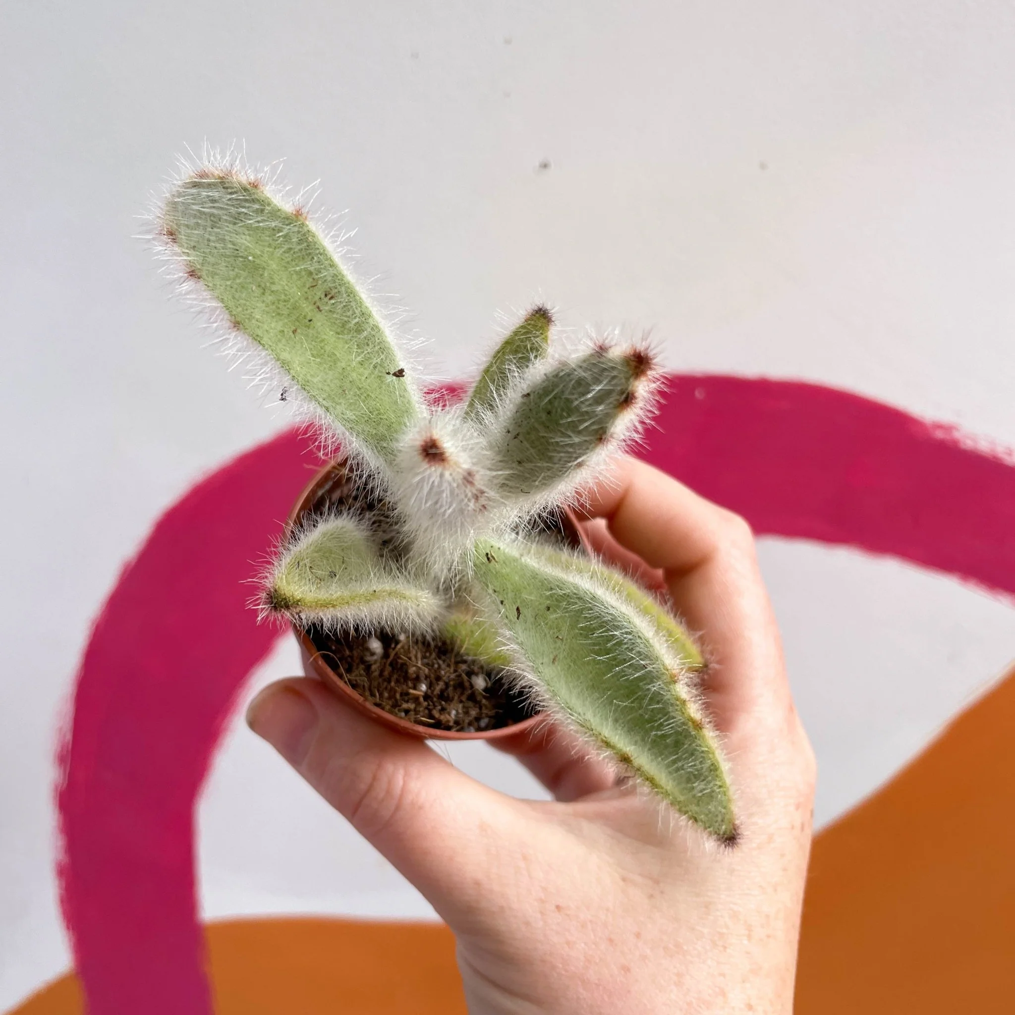 Kalanchoe vilosa - Image 7