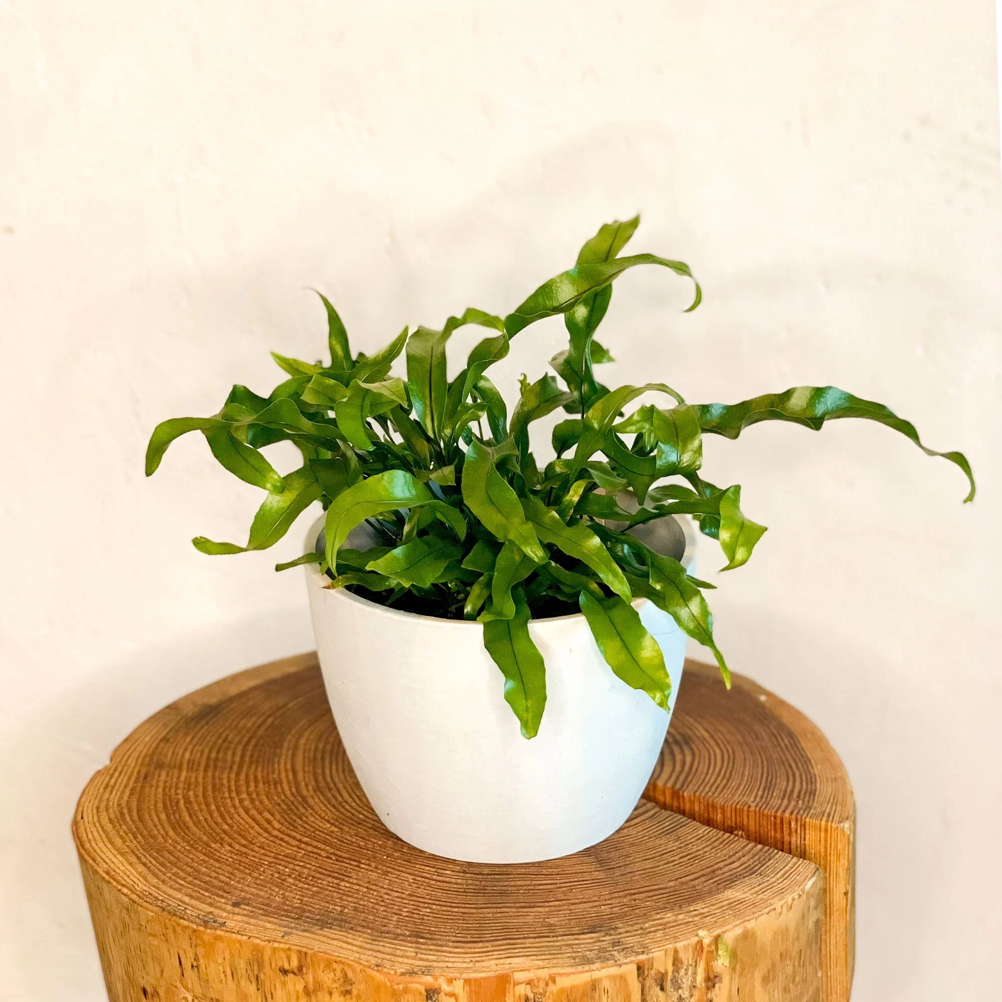 Kangaroo Fern - Microsorum diversifolium