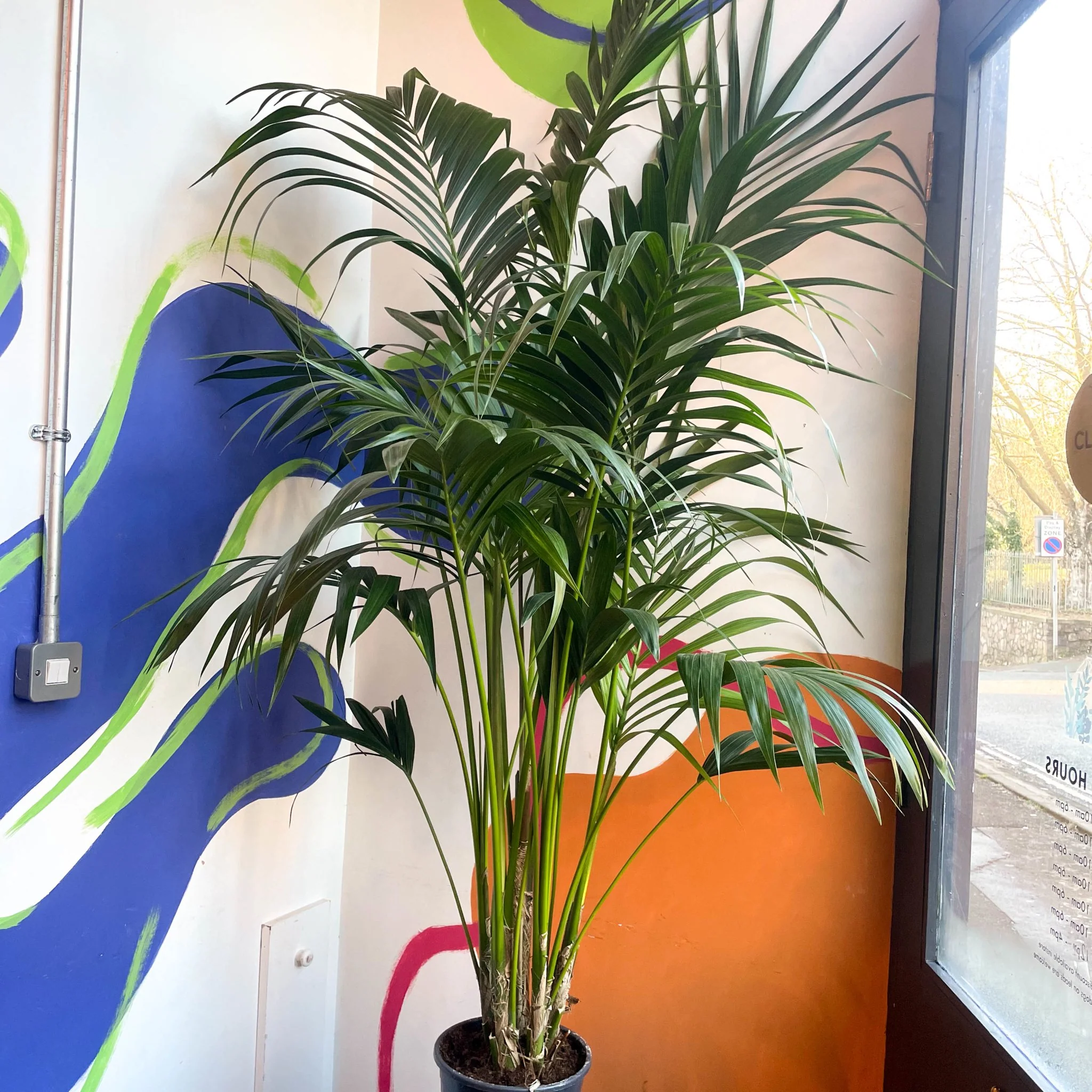 Howea forsteriana - Kentia Palm - Image 3