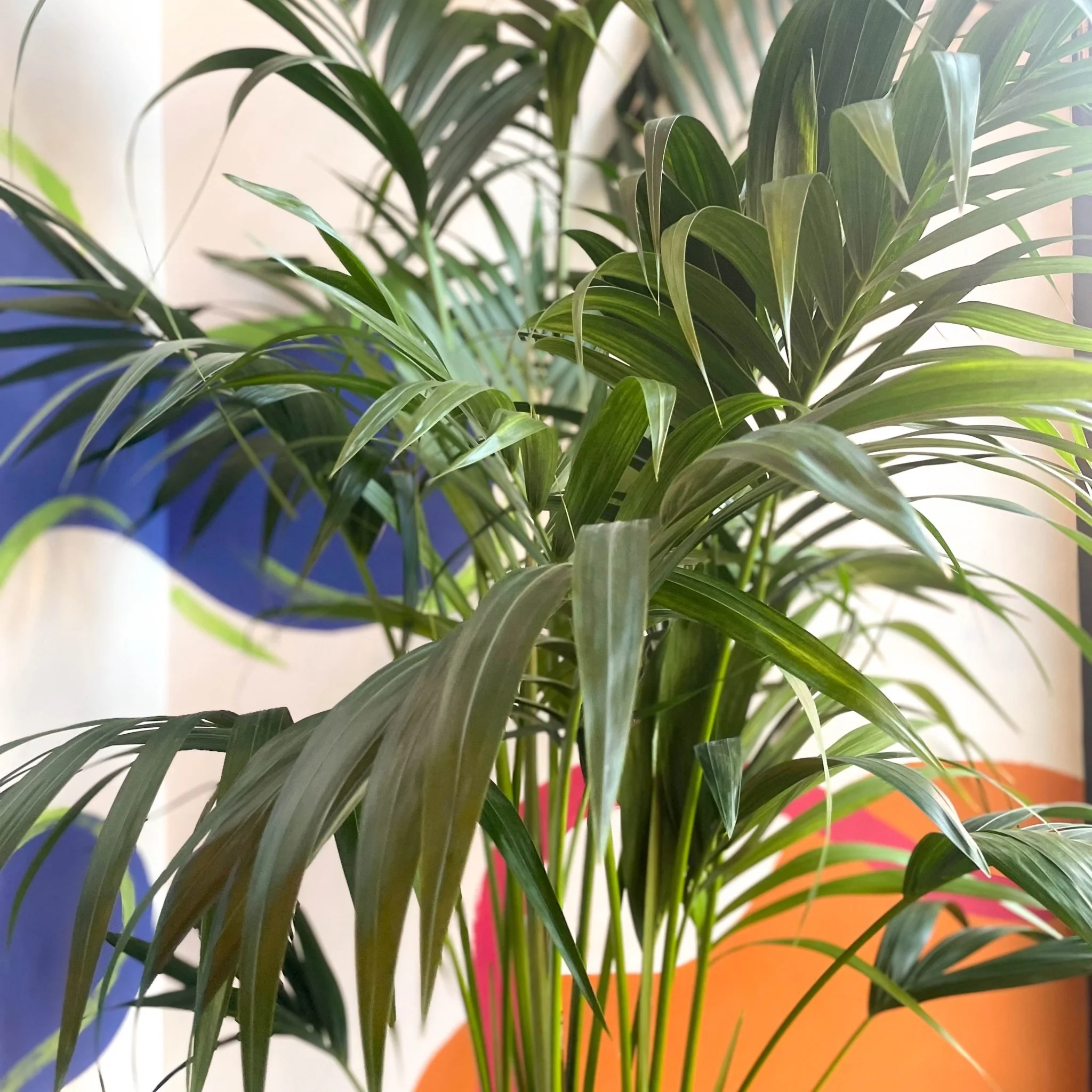 Howea forsteriana - Kentia Palm - Image 4