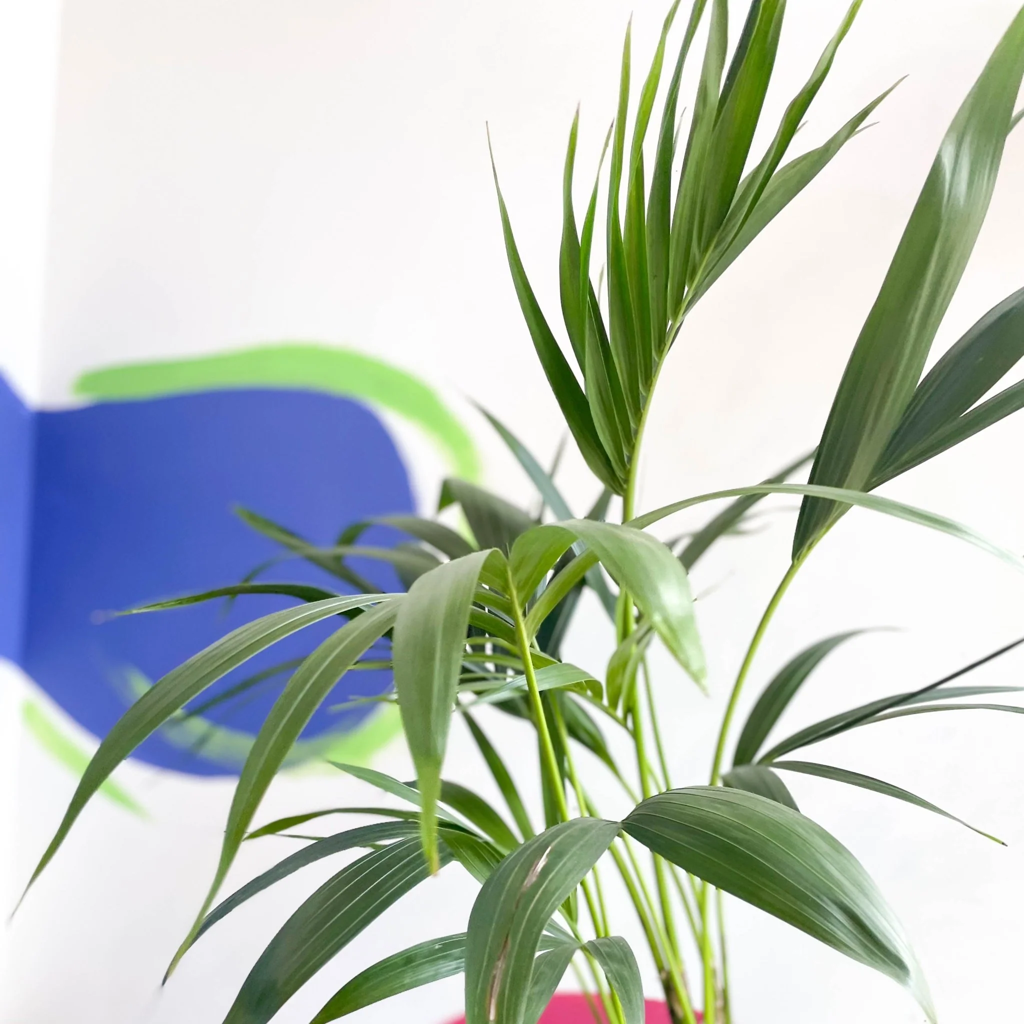 Howea forsteriana - Kentia Palm - Image 5
