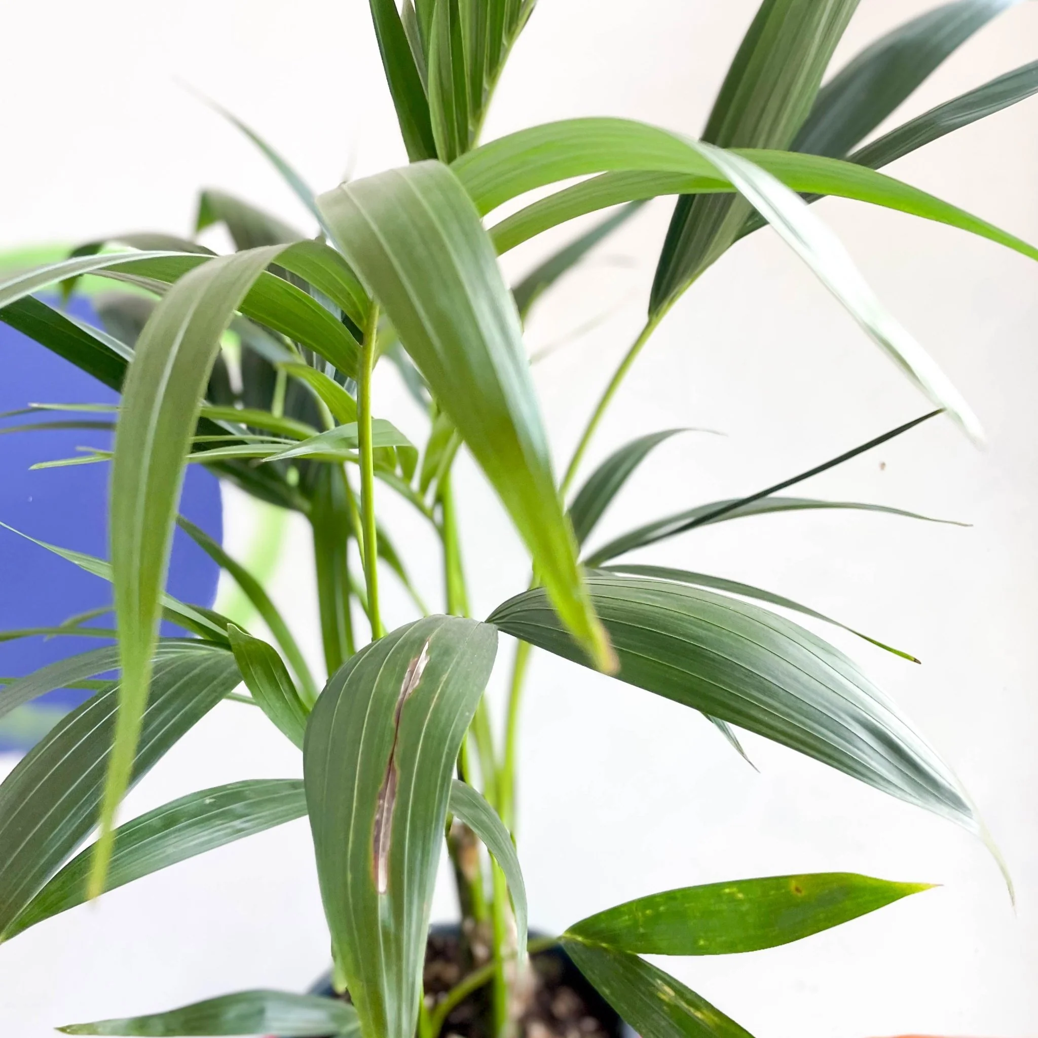 Howea forsteriana - Kentia Palm - Image 6