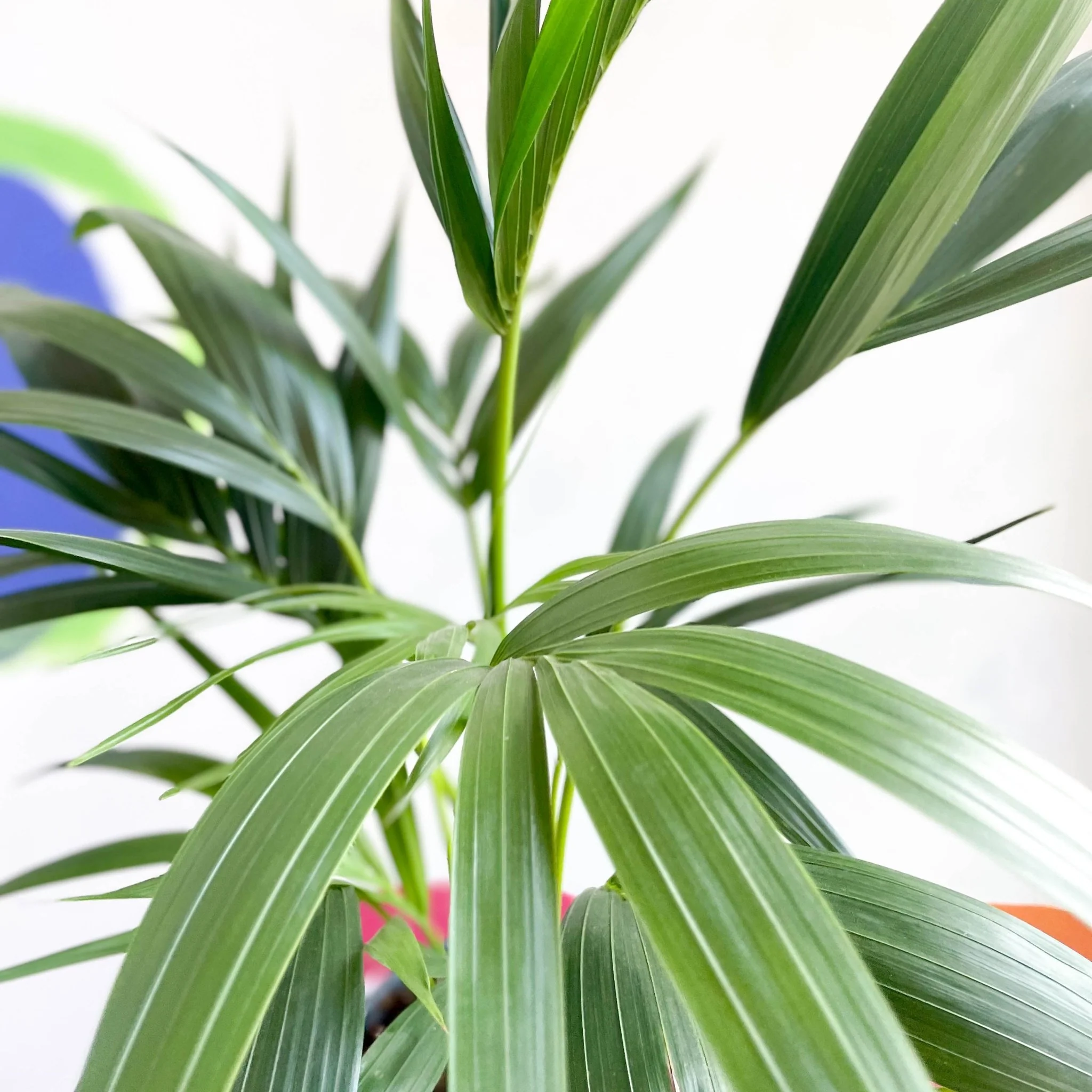 Howea forsteriana - Kentia Palm - Image 7