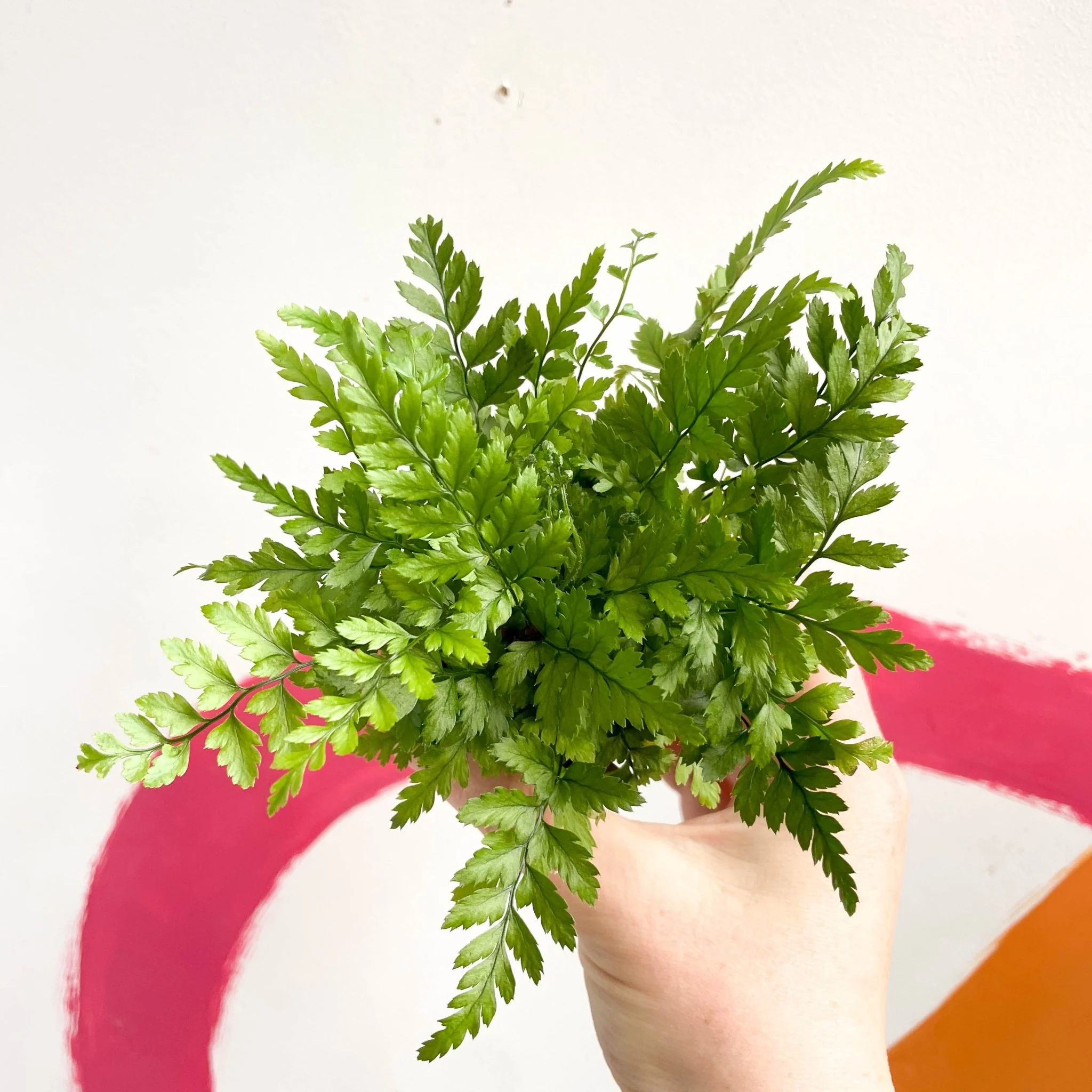 Polystichum tsussimense - Korean Rock Fern