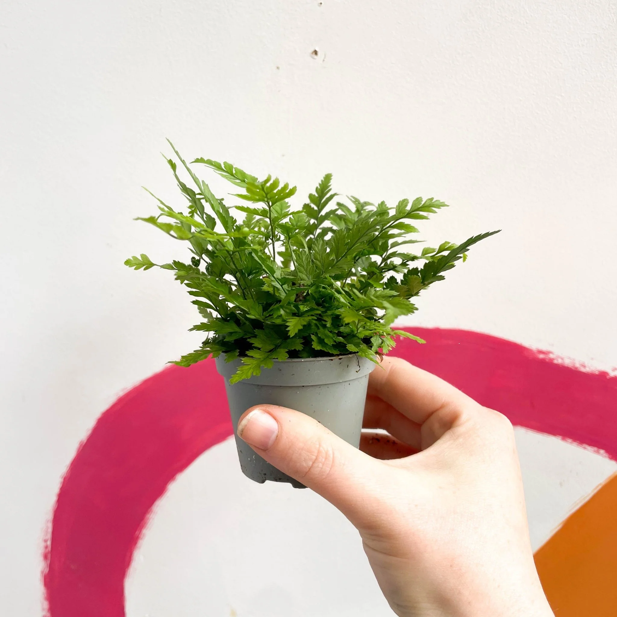 Polystichum tsussimense - Korean Rock Fern - Image 2