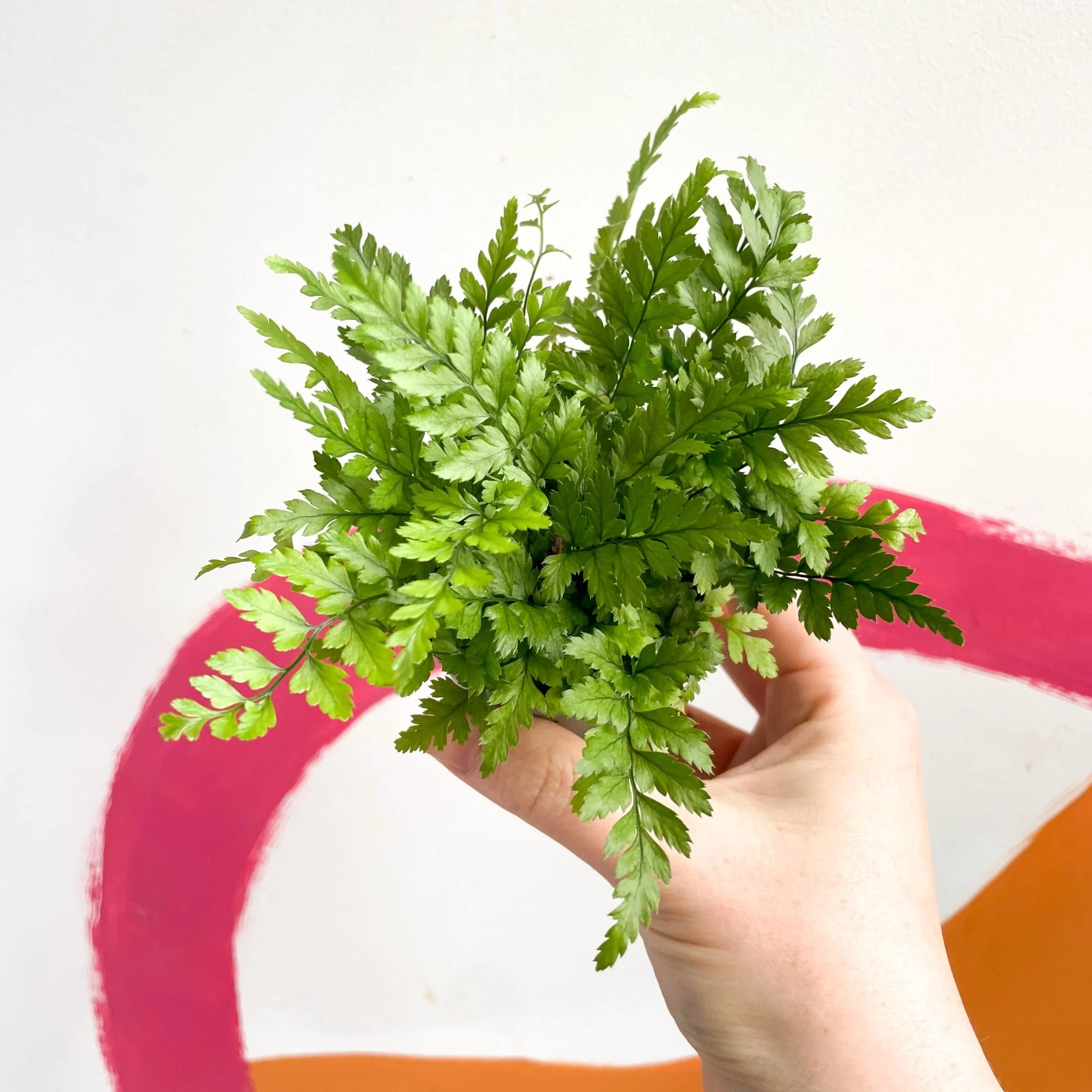 Polystichum tsussimense - Korean Rock Fern - Image 3