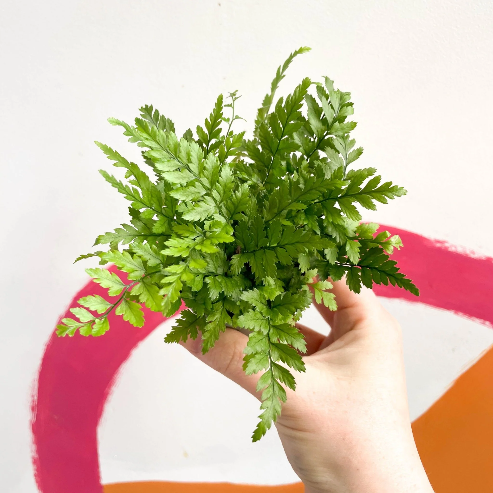 Polystichum tsussimense - Korean Rock Fern - Image 4