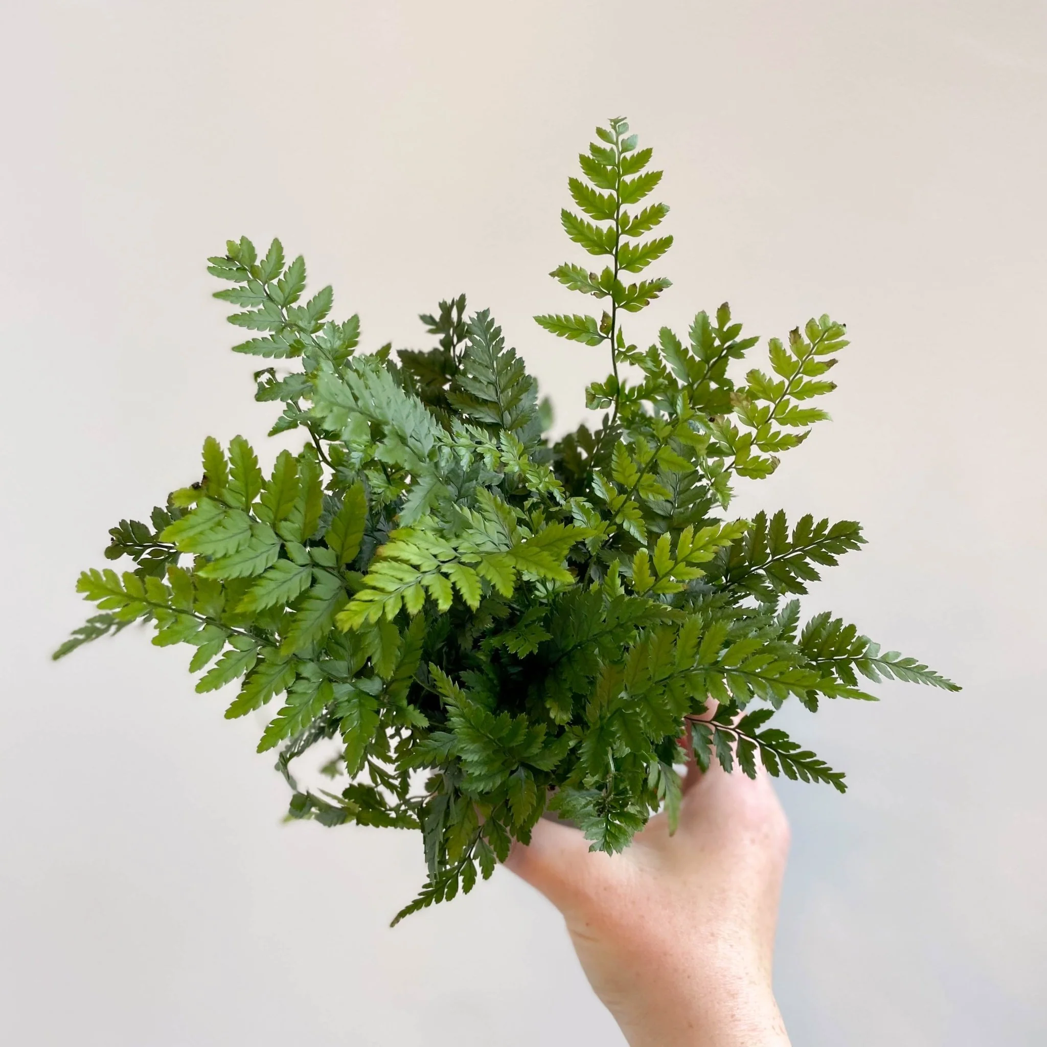 Polystichum tsussimense - Korean Rock Fern - Image 5