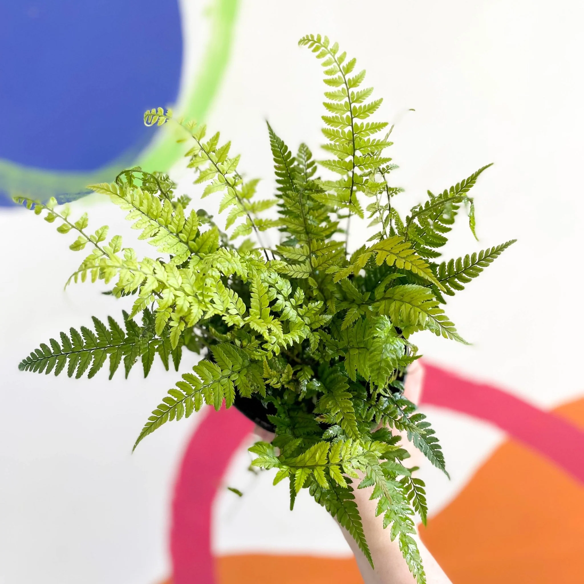 Korean Rock Fern - Polystichum tsussimense - British Grown - Hardy Evergreen Fern