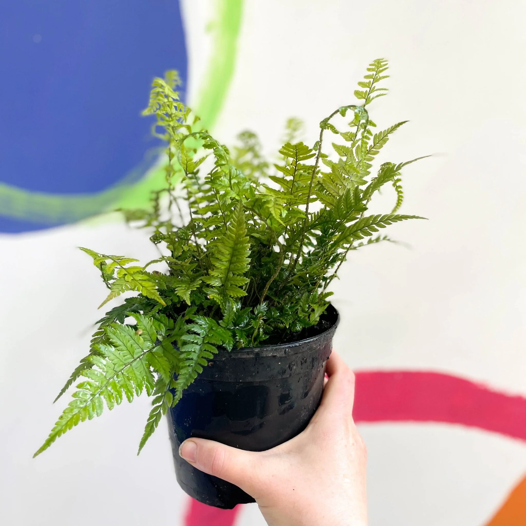 Korean Rock Fern - Polystichum tsussimense - British Grown - Hardy Evergreen Fern - Image 3