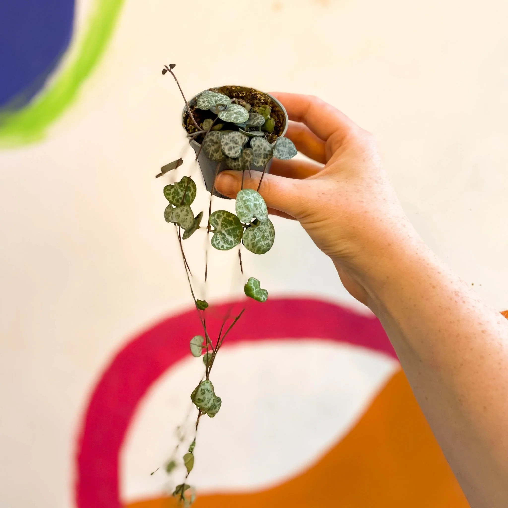 Ceropegia woodii - String of Hearts - Image 11