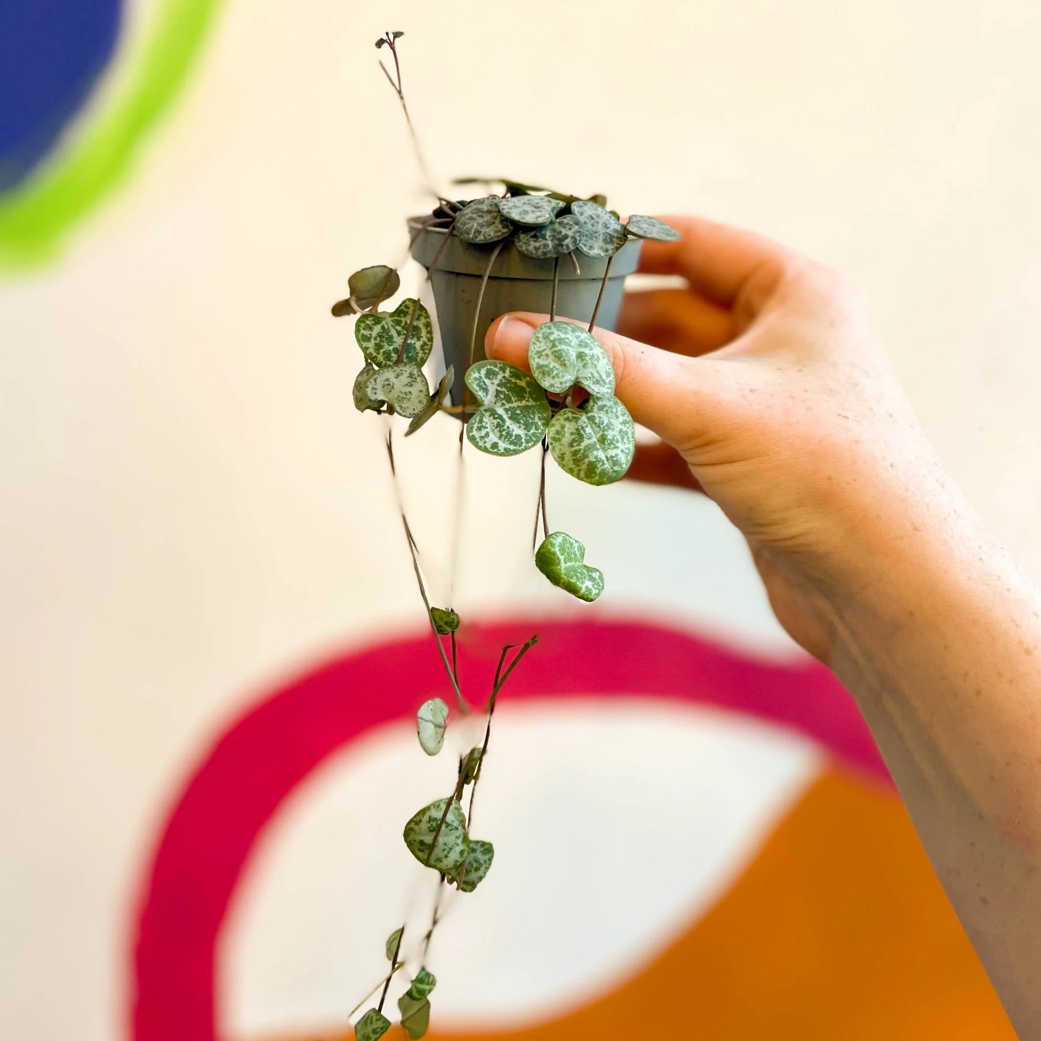 Ceropegia woodii - String of Hearts - Image 12