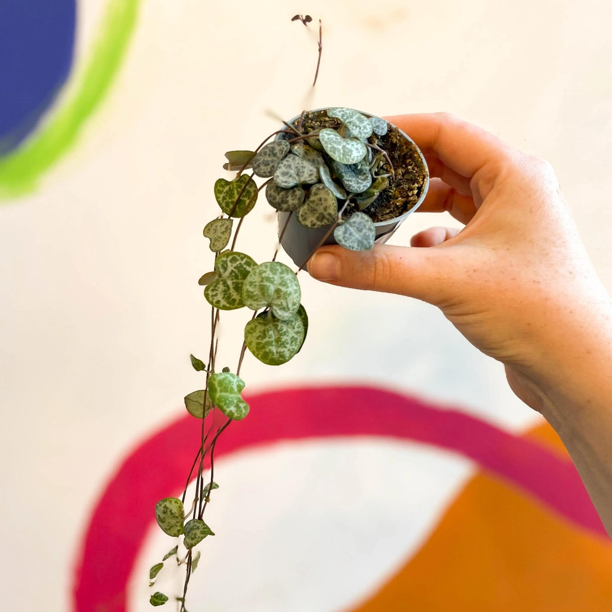 Ceropegia woodii - String of Hearts - Image 13