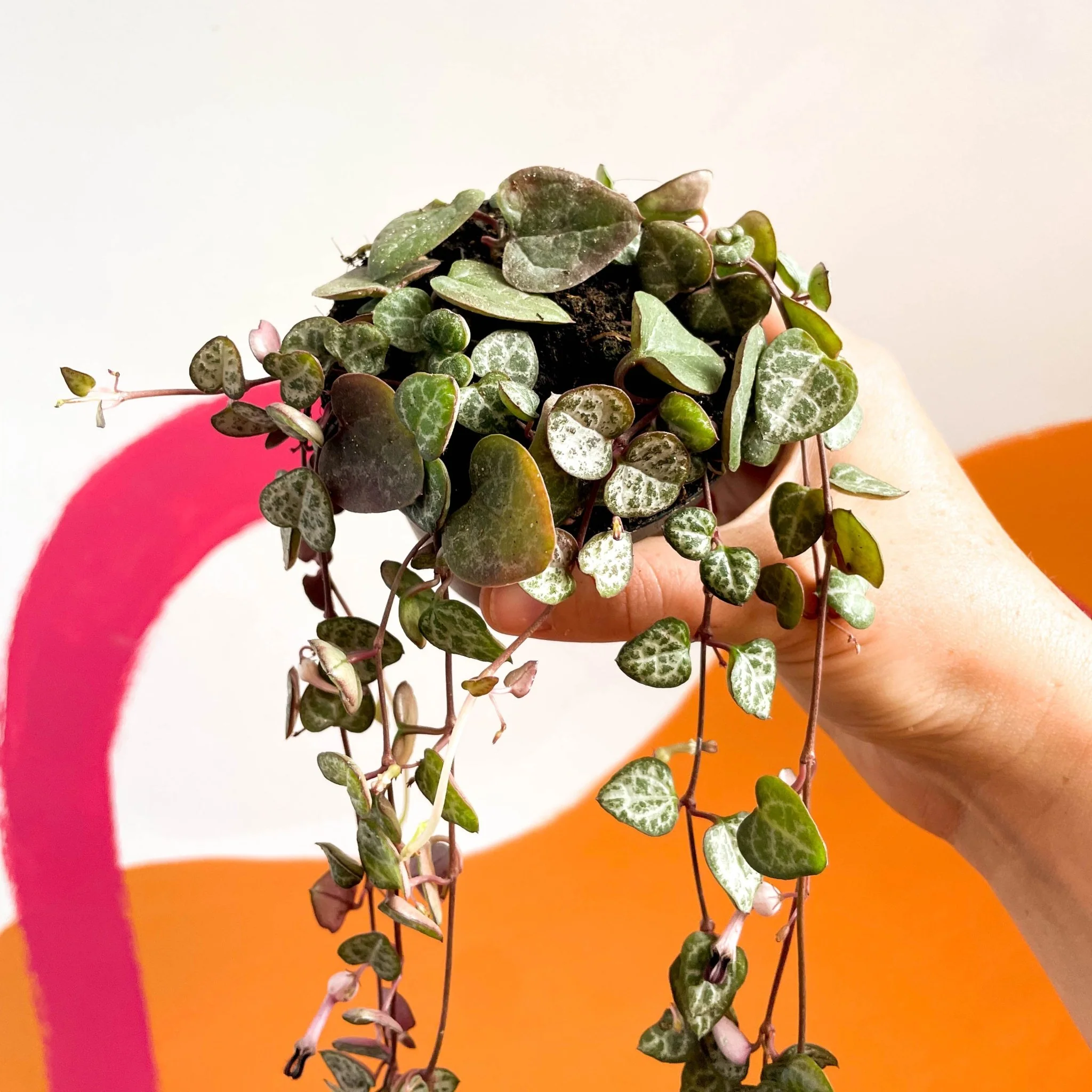 Ceropegia woodii - String of Hearts - Image 3