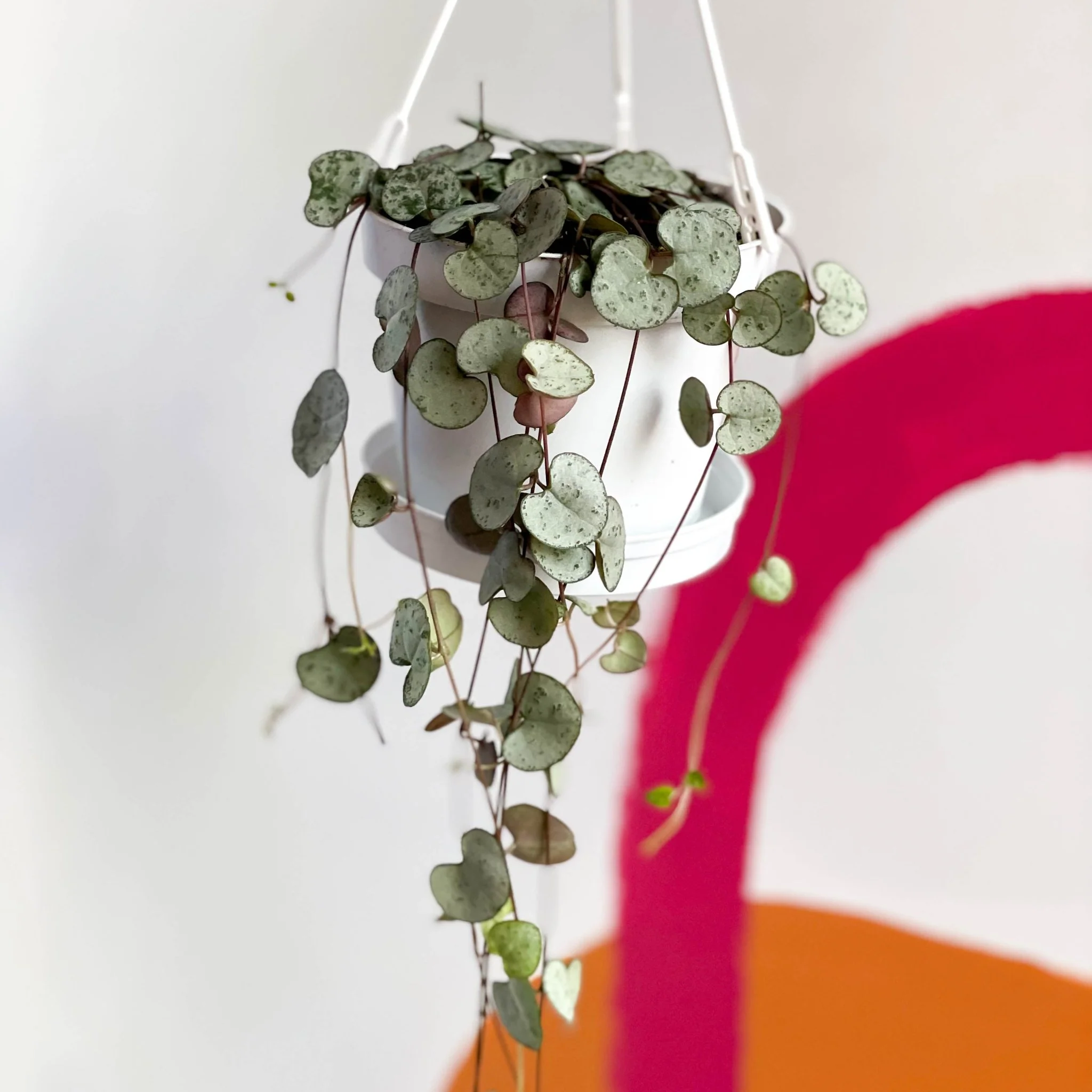 Ceropegia woodii - String of Hearts - Image 4