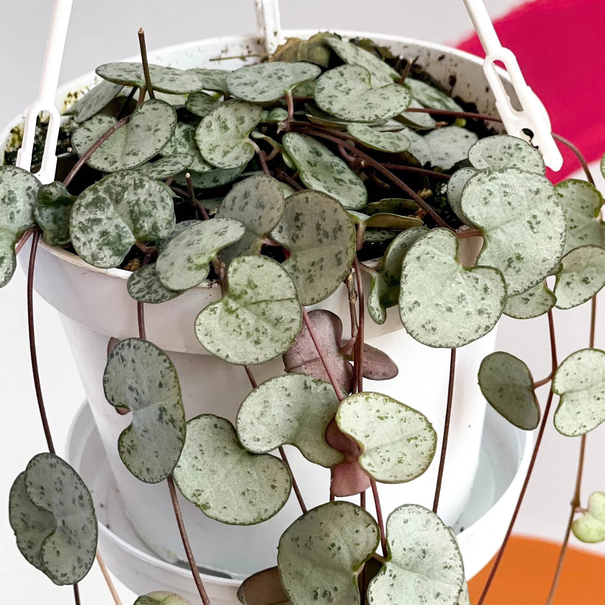 Ceropegia woodii - String of Hearts - Image 5